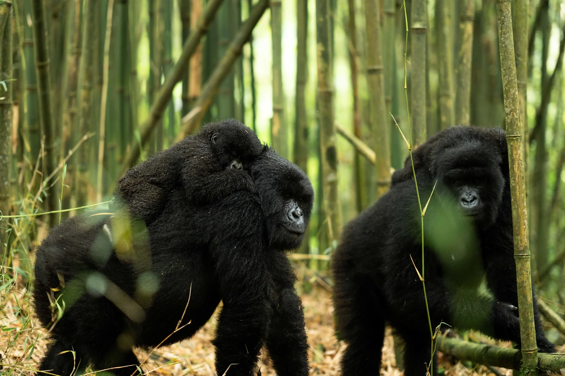 Felix-Studios-Singita-Rwanda-2023-92.webp