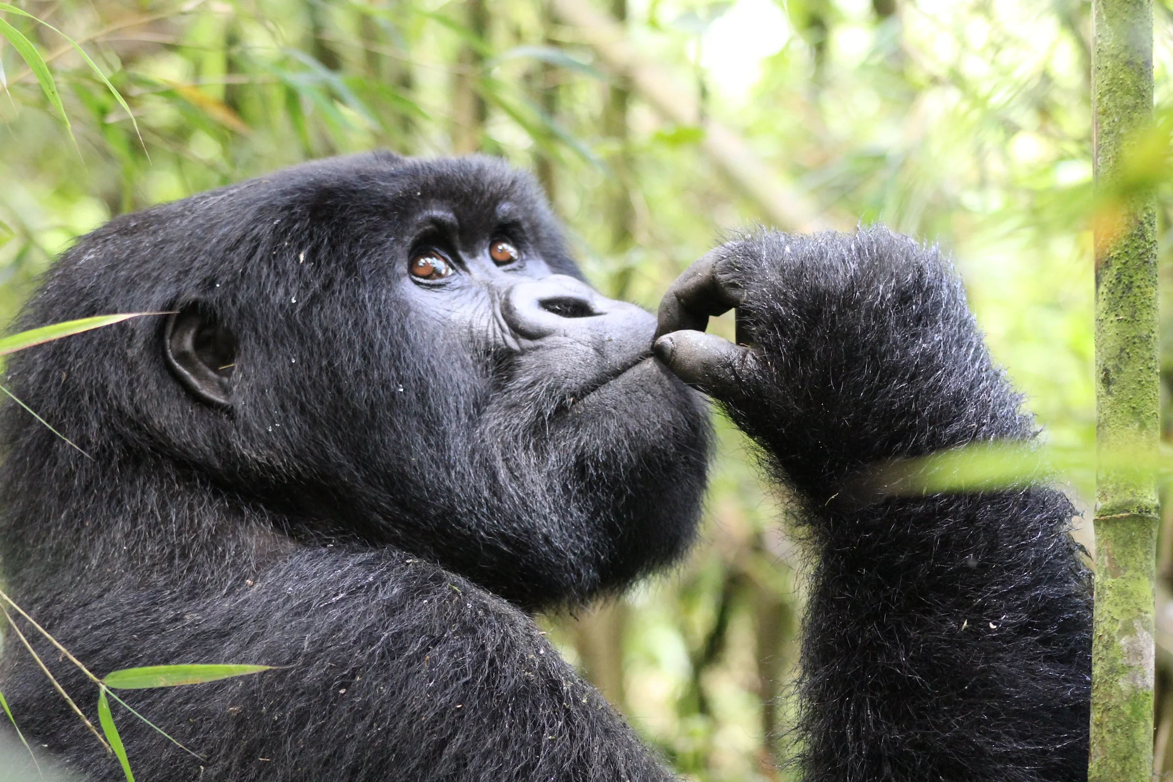 Gorilla Trekking in Rwanda: A True Bucket List Experience