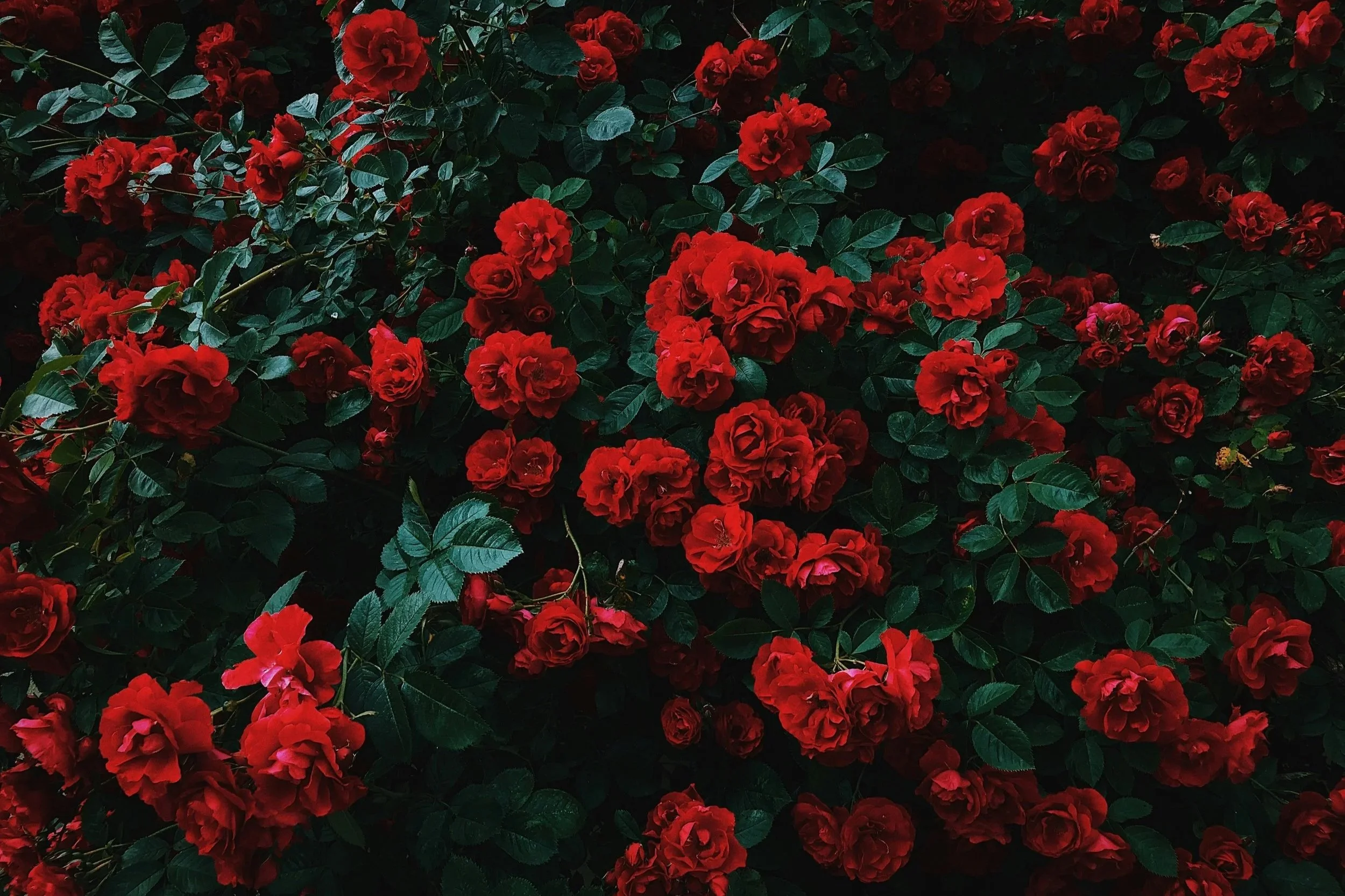 The Sound of Love Experience