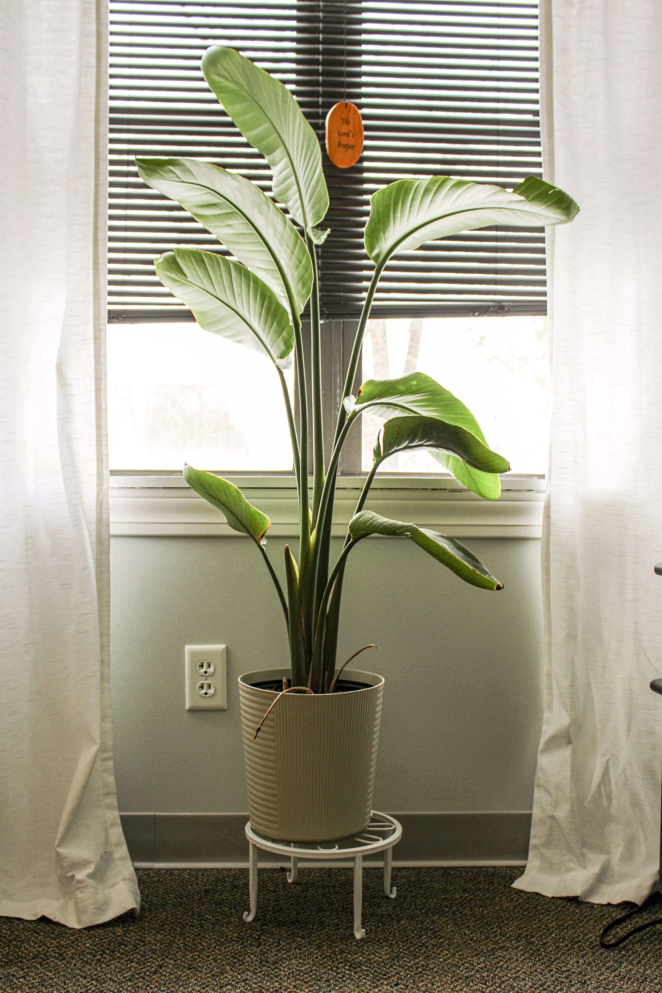 Plant at window.jpg
