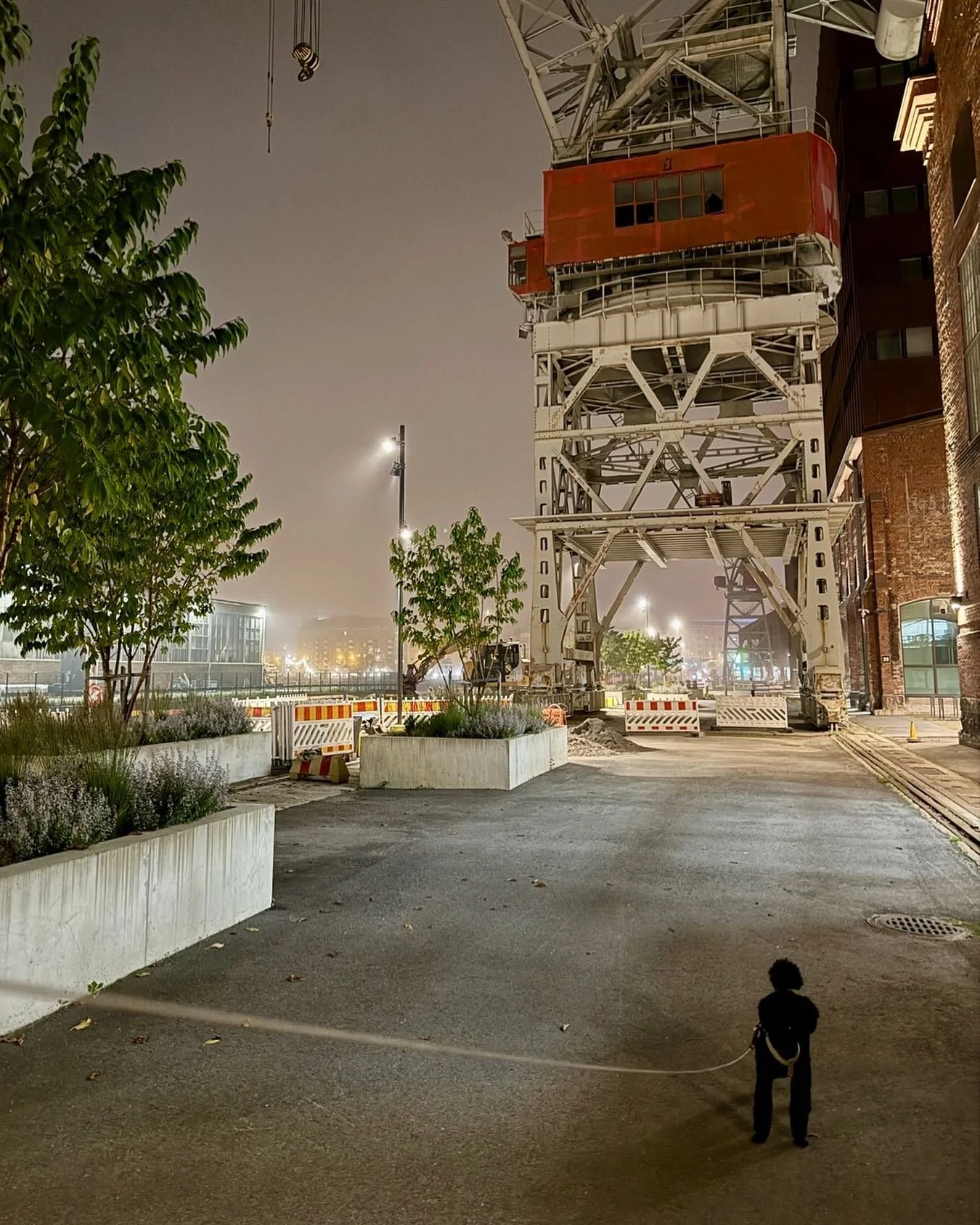 🌛Iltak&auml;vely ja hyv&auml;&auml; musaa koirulin kanssa sumuisilla nostureilla 🩶