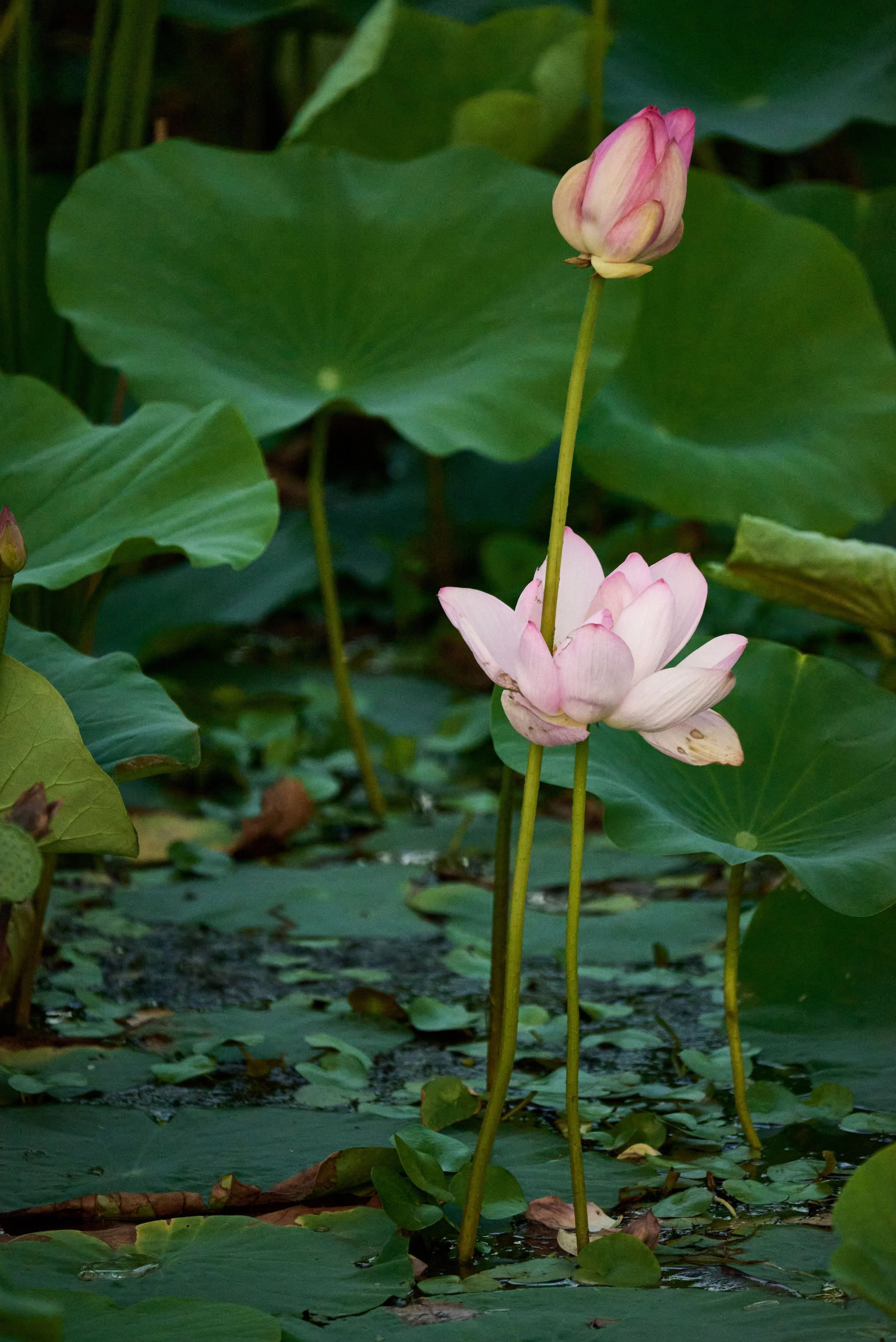 A pink lotus flower blooming and a new bud rising above green lily pads from muddy water, symbolizing personal growth, resilience, and mindfulness.