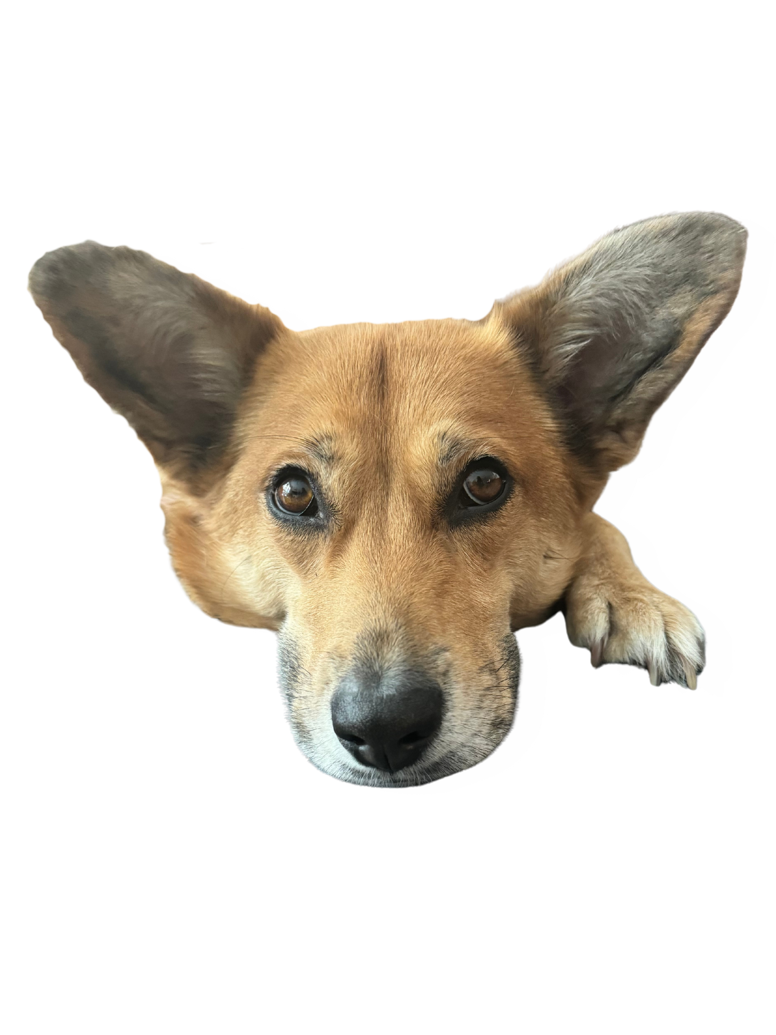 Leah Fridge Magnet (Classic)