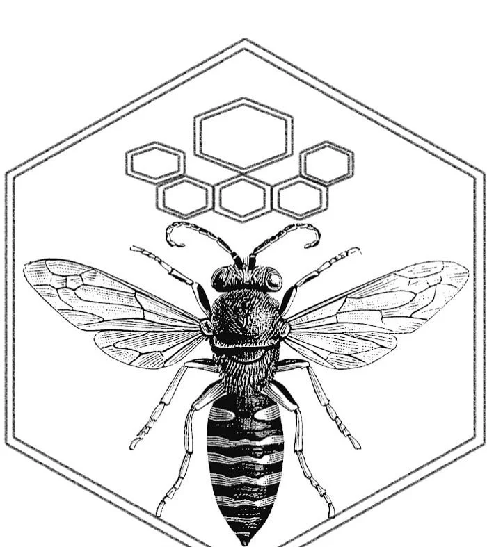 Nuc of bees for Sale uk | Bees for sale uk | Purchase Bees | Nuc of Honey Bees for Sale uk| Buy Bees uk