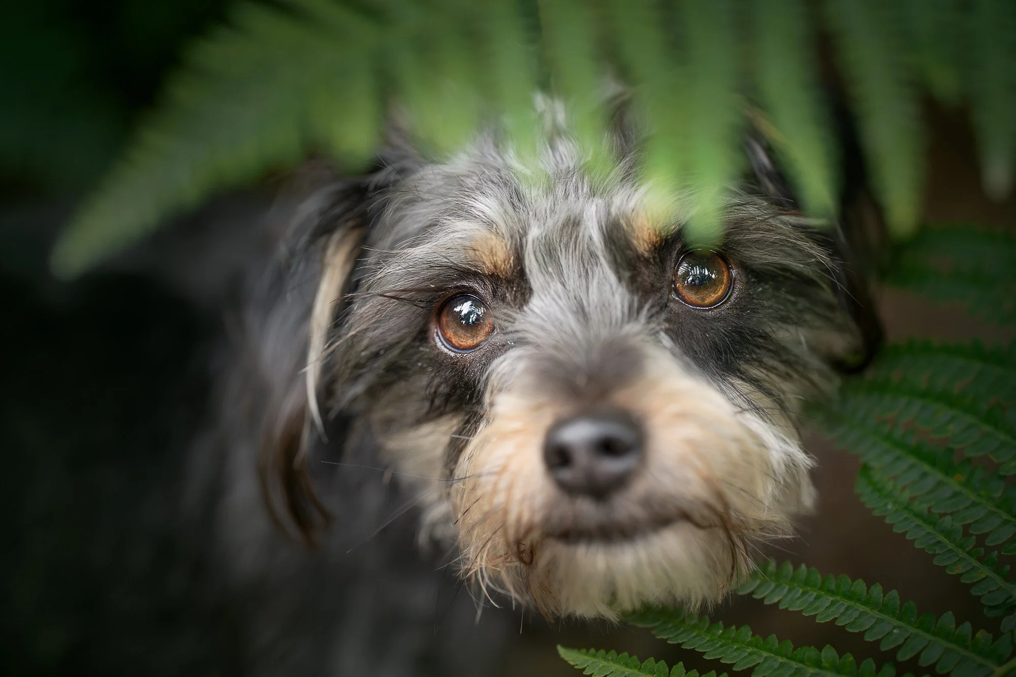 Close-up of a scruffy dog with brown eyes and black and gray fur, partly covered by green fern leaves.