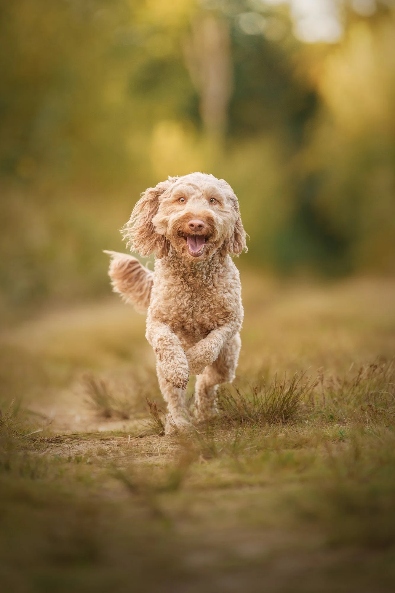 A happy brown curly-haired dog running outdoors on a grassy path with blurred trees in the background.