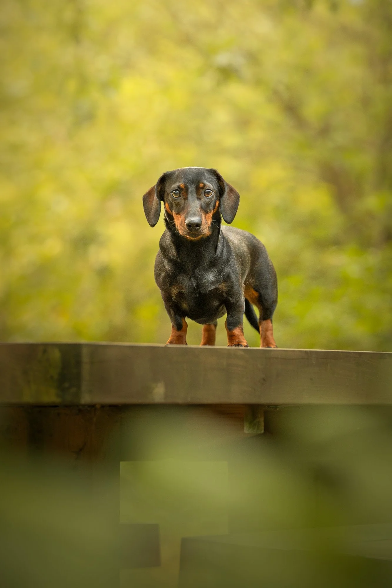 A small black and tan Dachshund standing on a wooden bridge in a forest, looking directly at the camera.