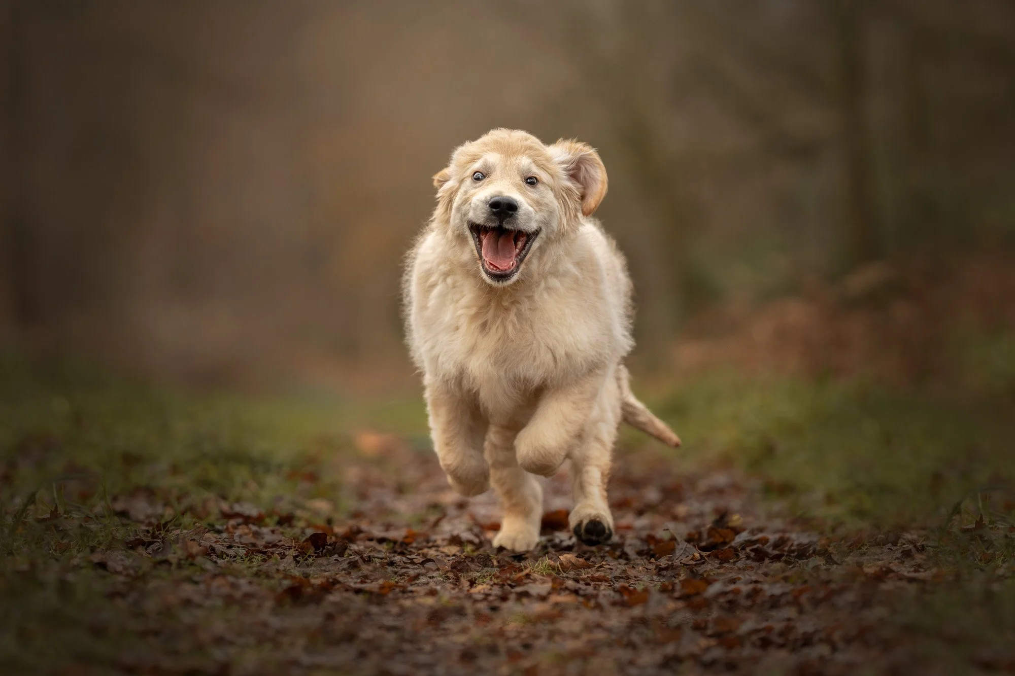 A happy, fluffy puppy running towards the camera on a wooded trail.