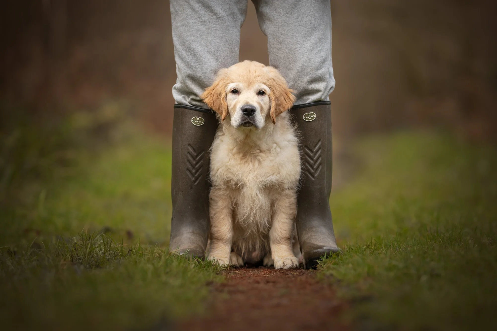 A golden retriever puppy sitting between person’s legs wearing brown boots.