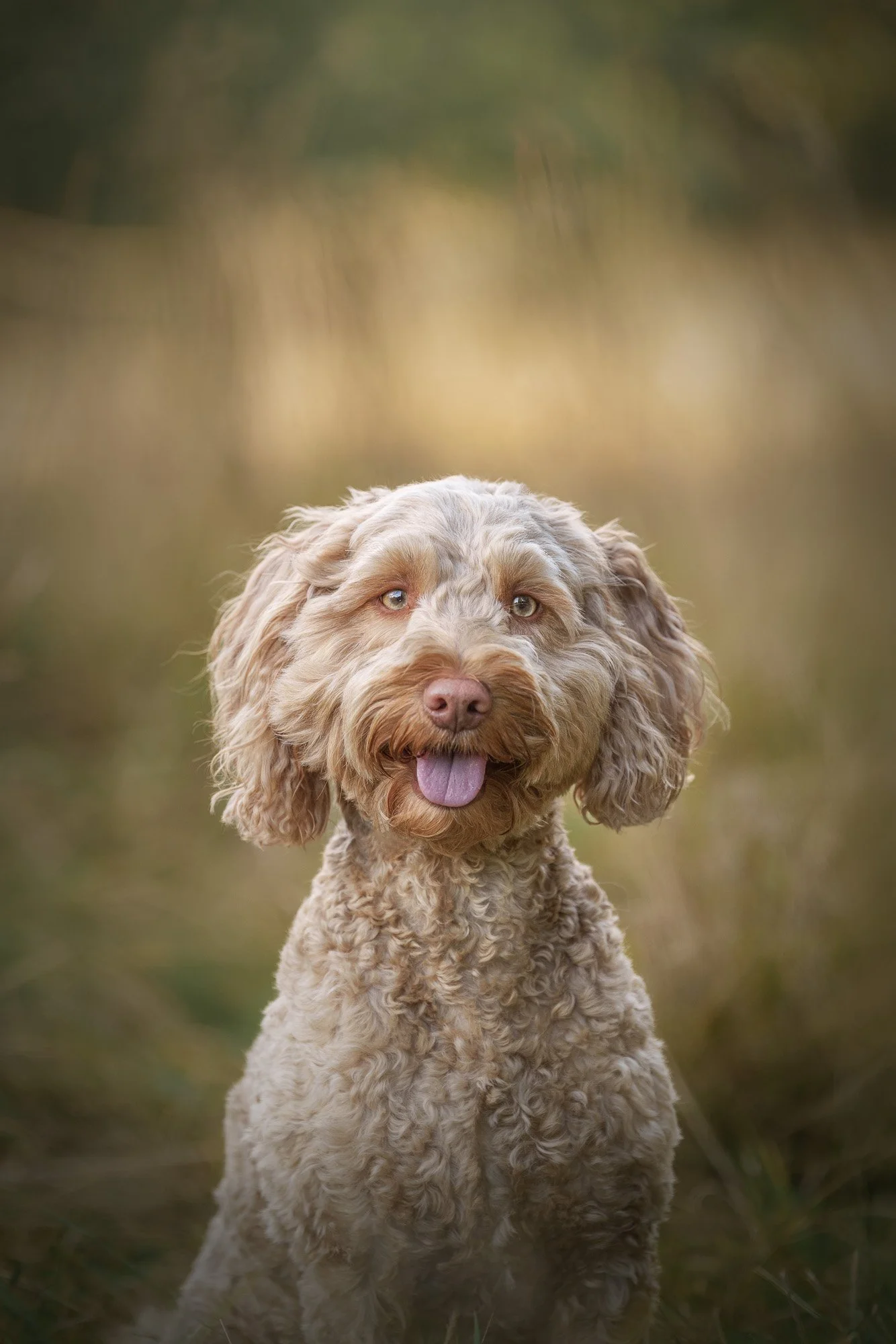 A curly-haired dog with a brown coat and floppy ears sitting outdoors with a blurred natural background, tongue out, looking at the camera.