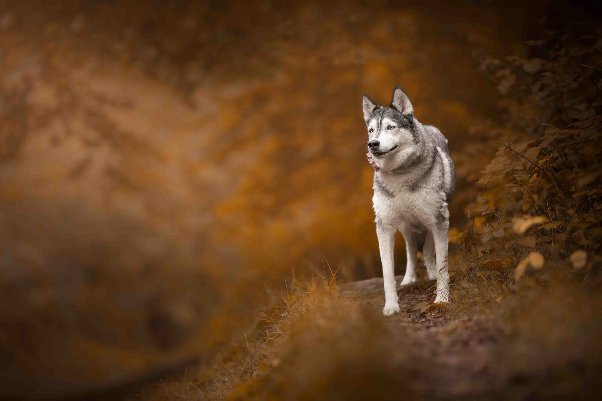 Dog photograph of a Husky in woodlands in sussex and kent