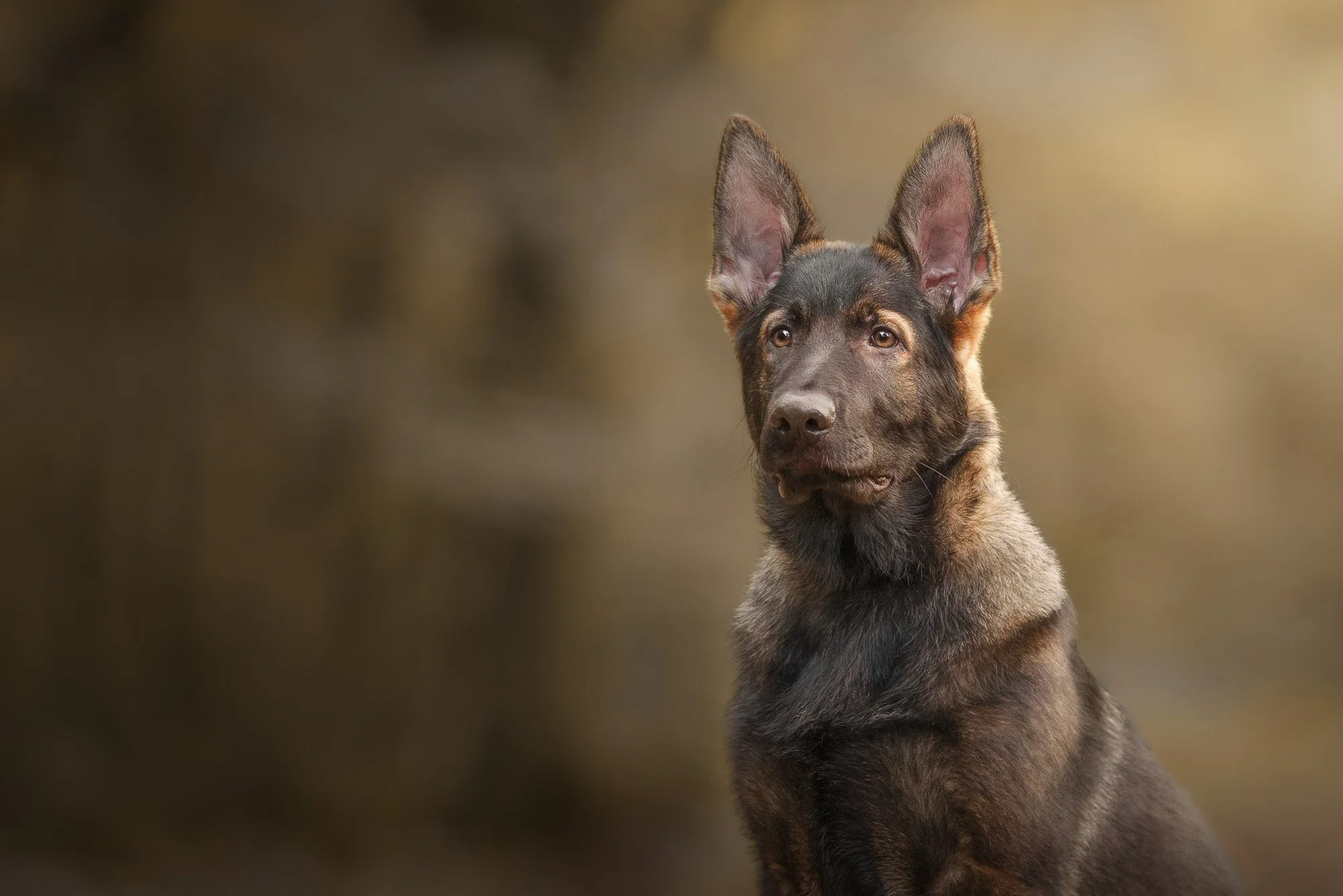 German Shepherd puppy dog with a black and tan coat looking attentively to the side, against a blurred natural outdoor background.