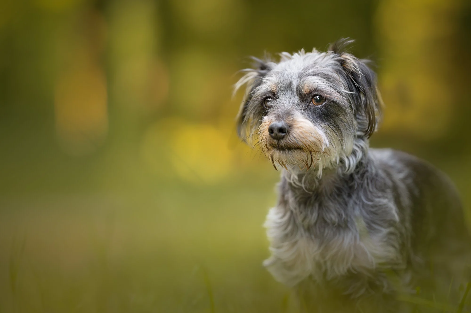 A small dog with wavy, black and gray fur, looking thoughtfully in a natural outdoor setting with blurred green and yellow background.