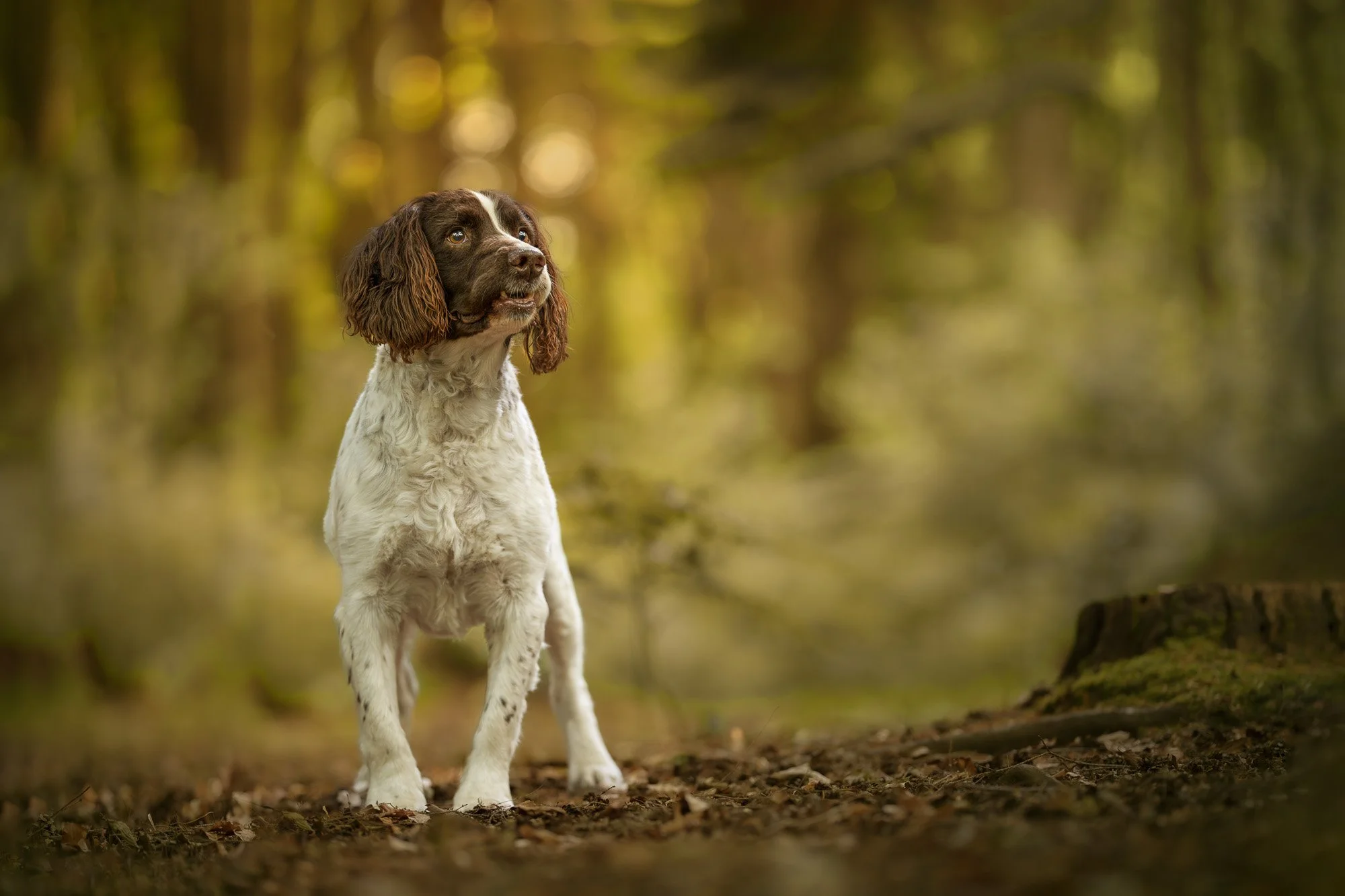 A brown and white English Springer Spaniel dog sitting outdoors on a forest floor during daytime, with a blurred background of trees and natural light.