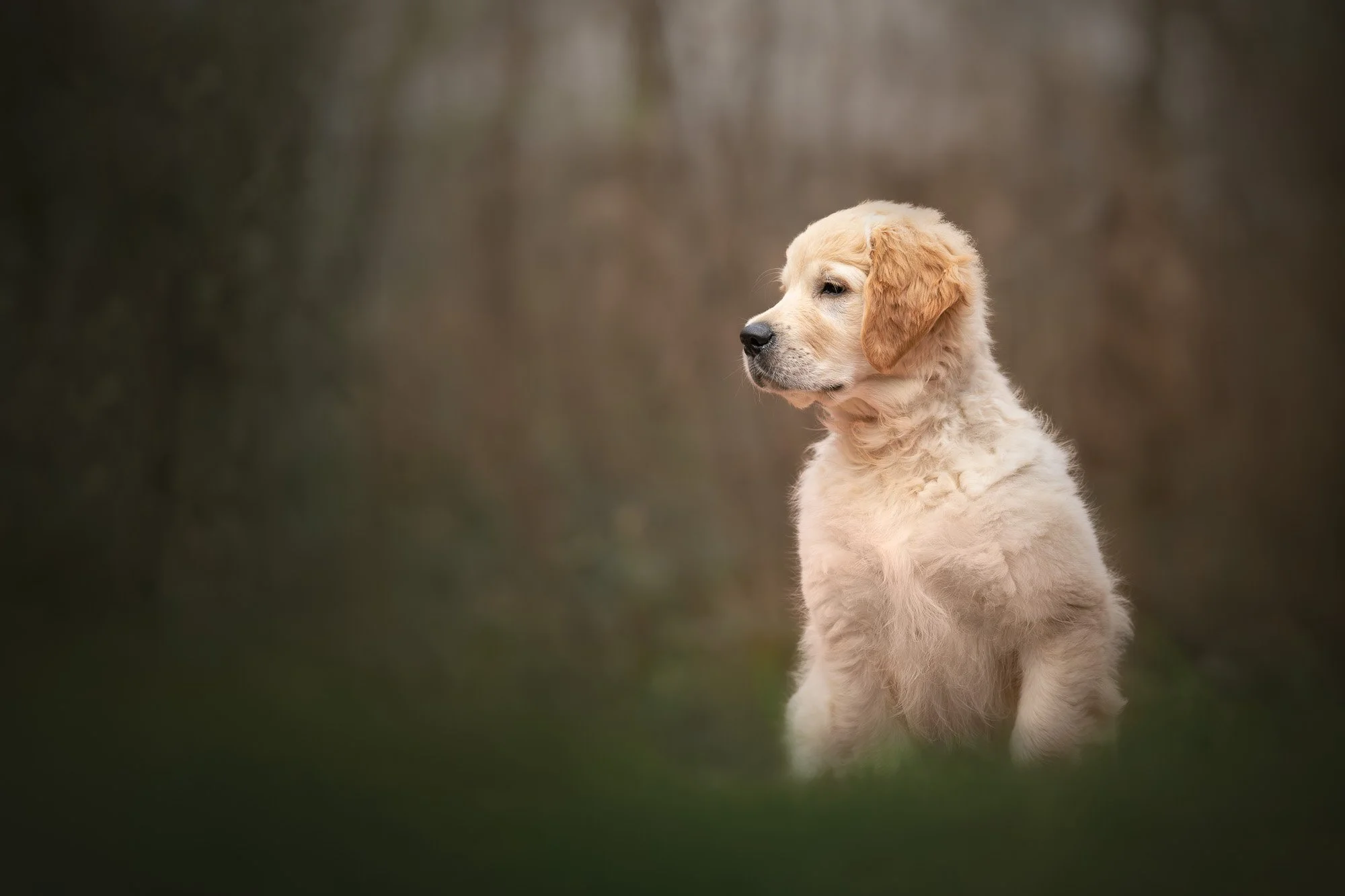A golden retriever puppy sitting outdoors on a grassy area, with a blurred background of trees, looking to the side.
