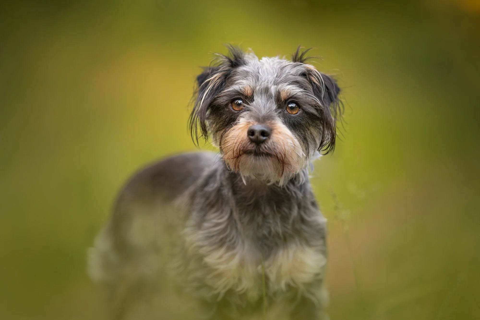 A small dog with gray, black, and tan fur, standing outdoors on green grass with a blurred green background, looking at the camera.