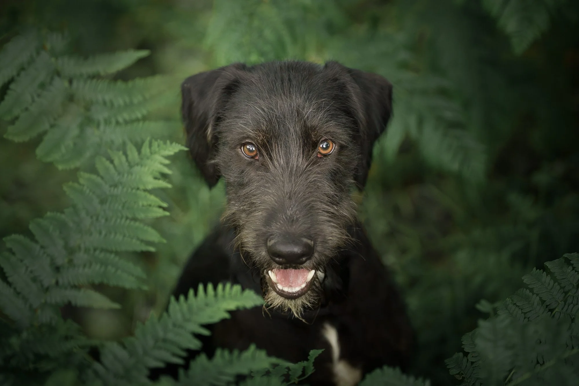 A black dog with tan eyes peeking through green fern leaves in a forest.