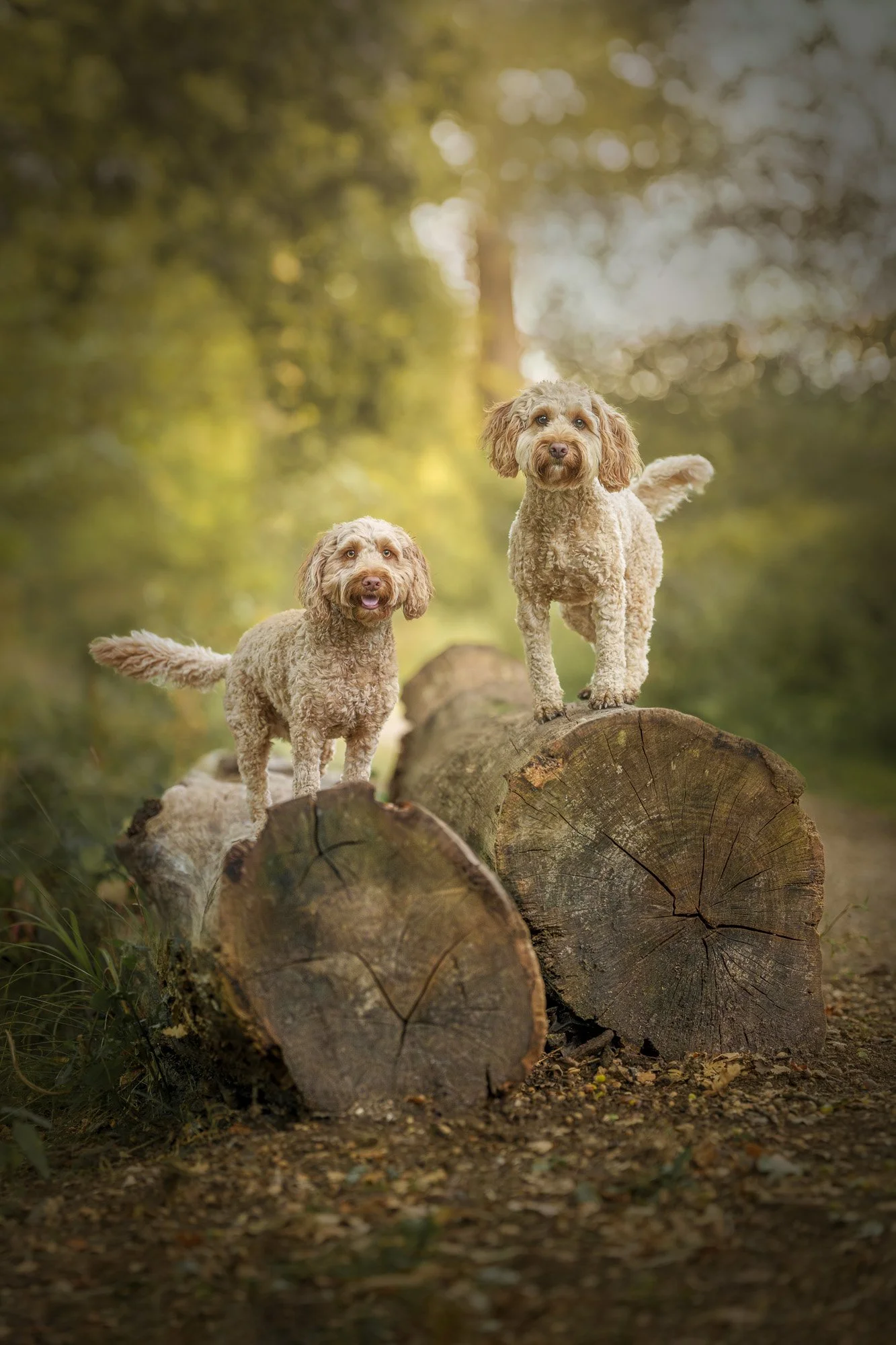 Two curly-haired cockapoo dogs are standing on large logs in a forest with sunlight filtering through the trees.