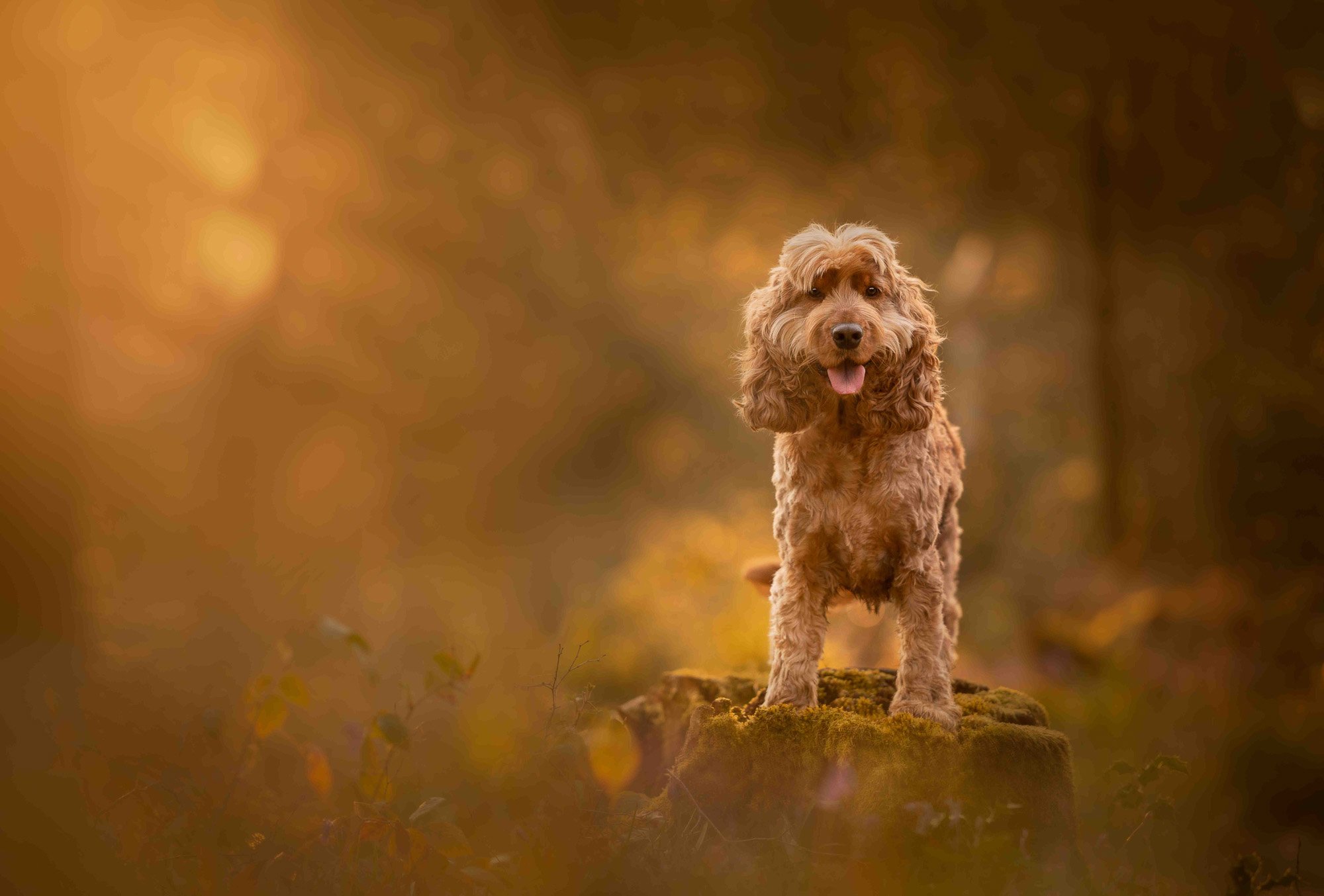 A cute brown curly-haired cocker spaniel dog standing on a mossy rock in a blurred autumn forest background.