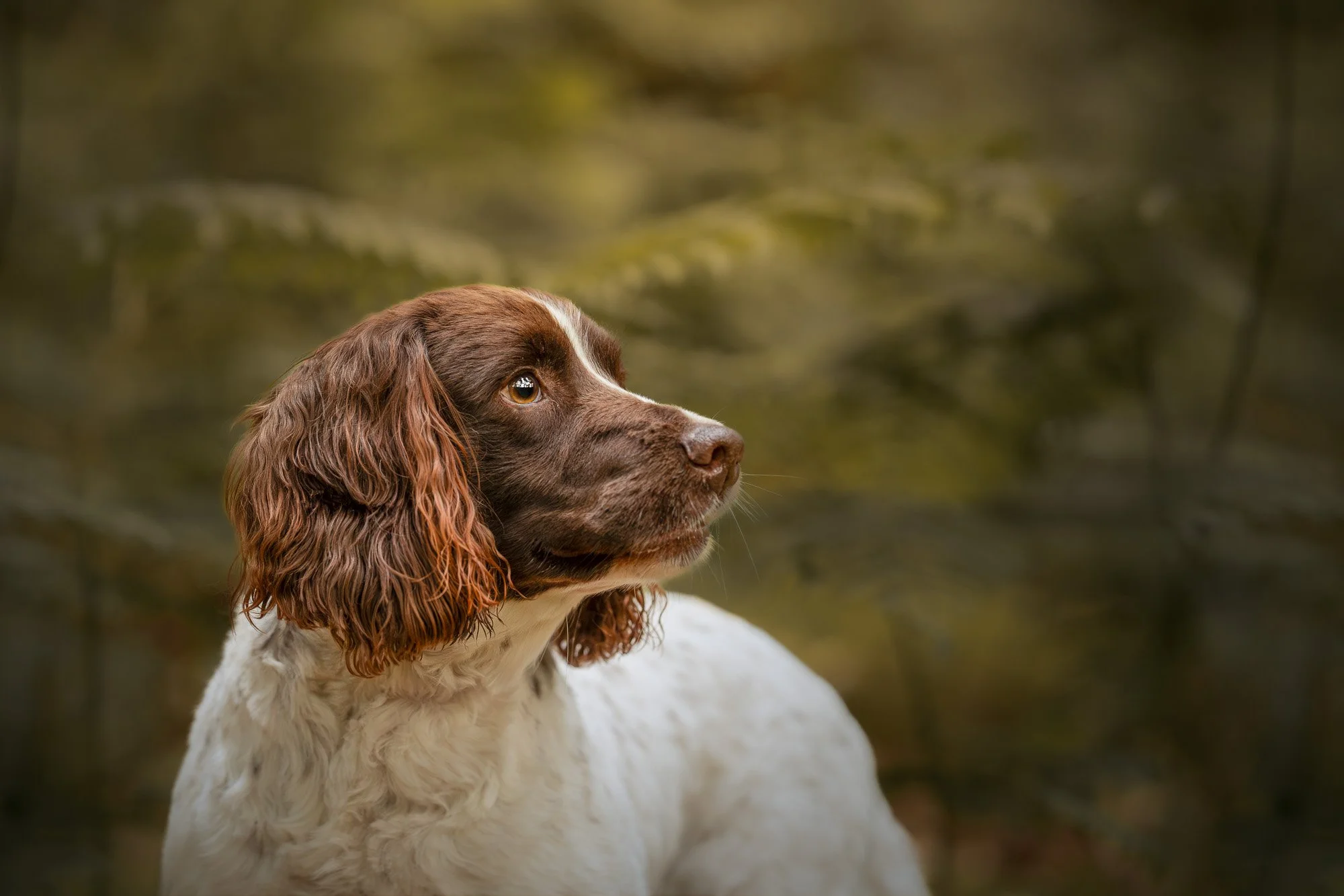 English Springer Spaniel outdoor in nature, facing to the right with a soft focus background.