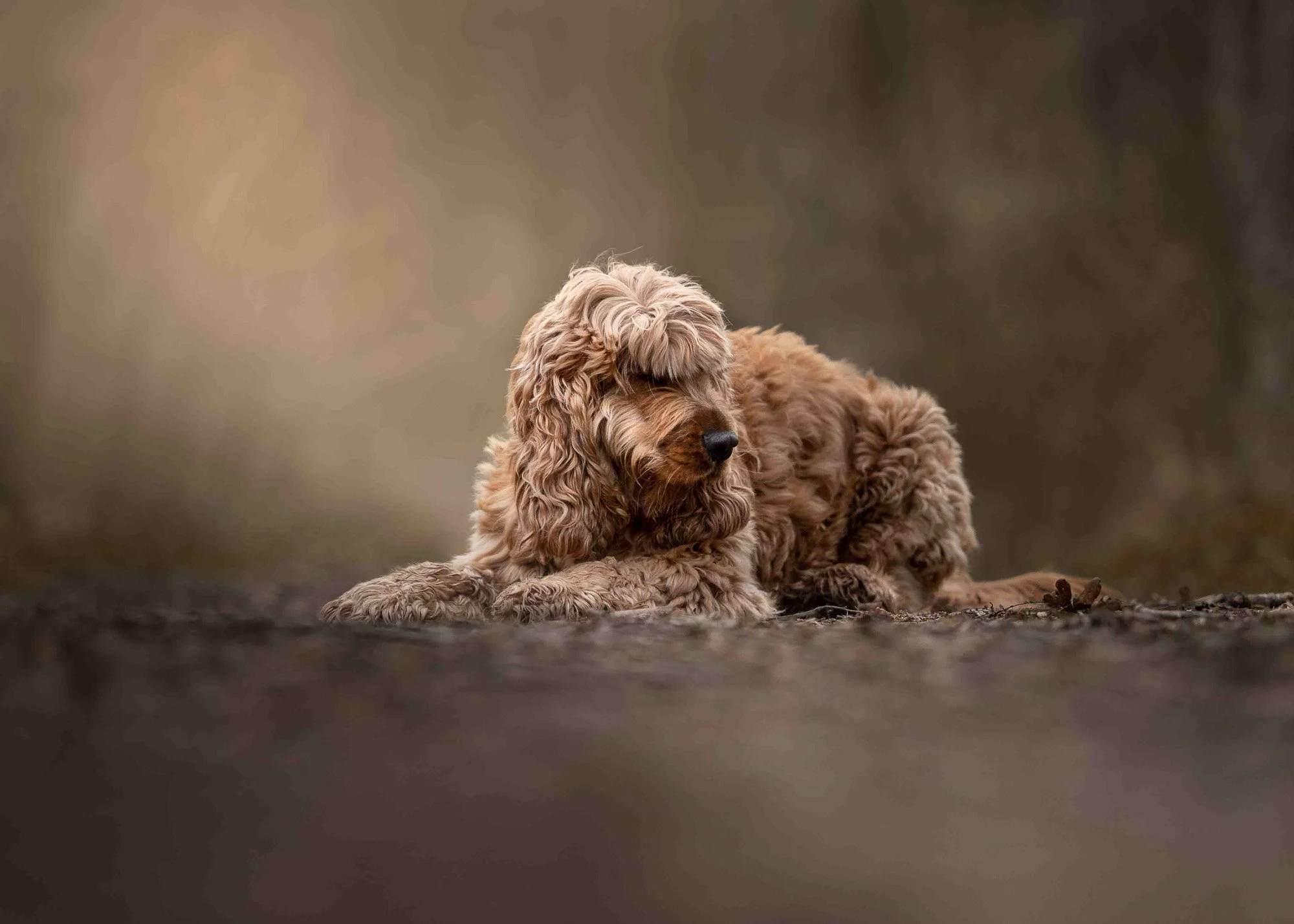  fawn-colored curly-haired Cocker spaniel lying on the ground outdoors, with a blurred natural background.