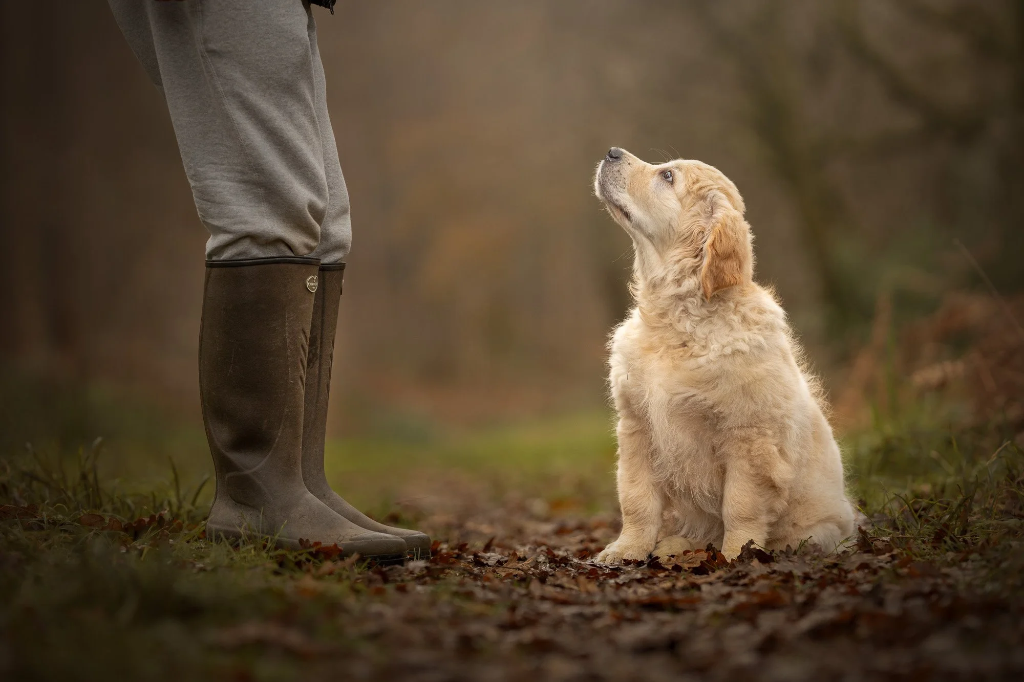A person wearing grey pants and black rubber boots standing outdoors on a bed of fallen autumn leaves, with a young golden retriever puppy sitting and looking up at them.