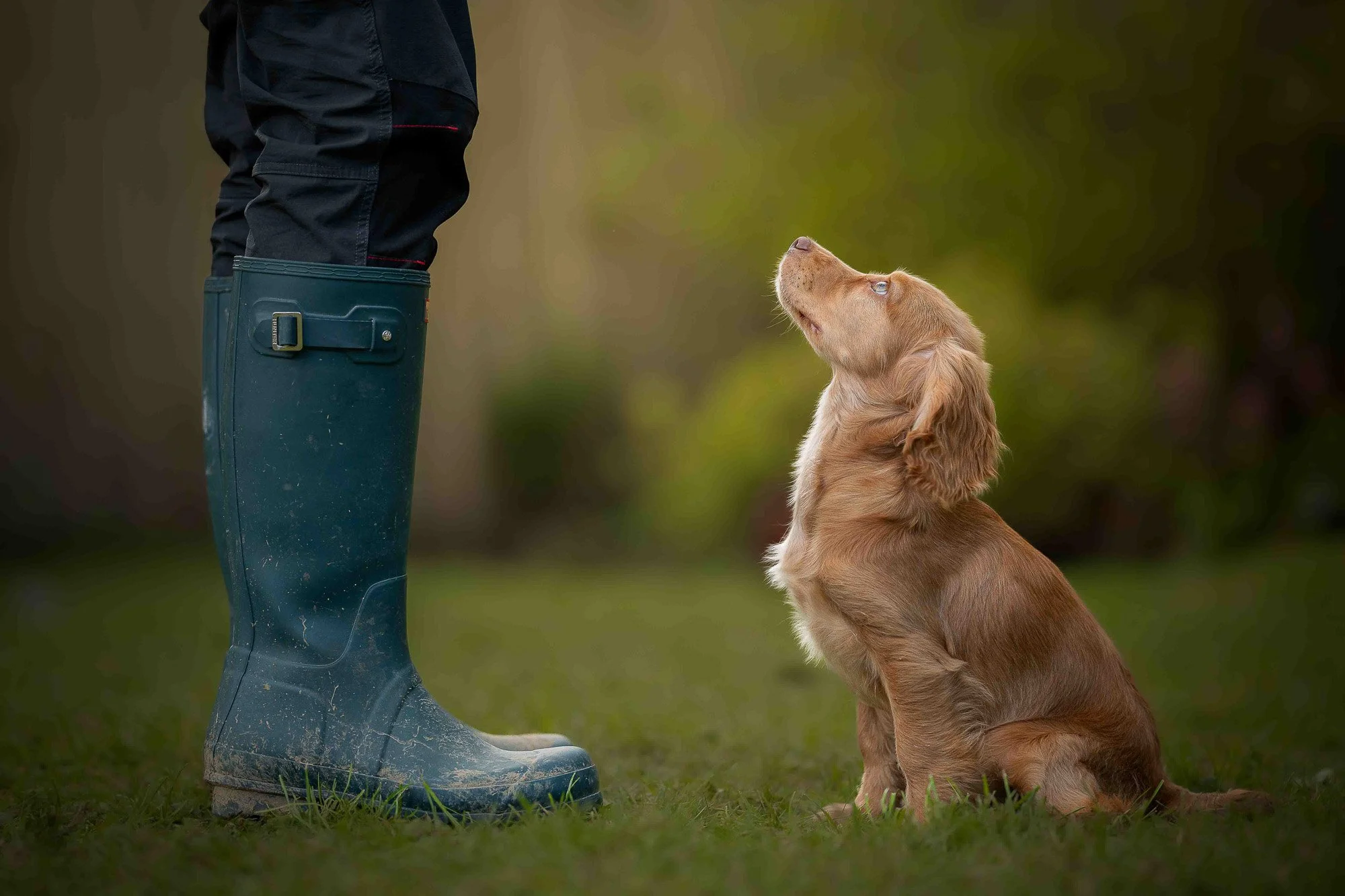 A person standing outdoors wearing black pants and blue rubber boots, standing near a sitting golden retriever puppy looking up at them.