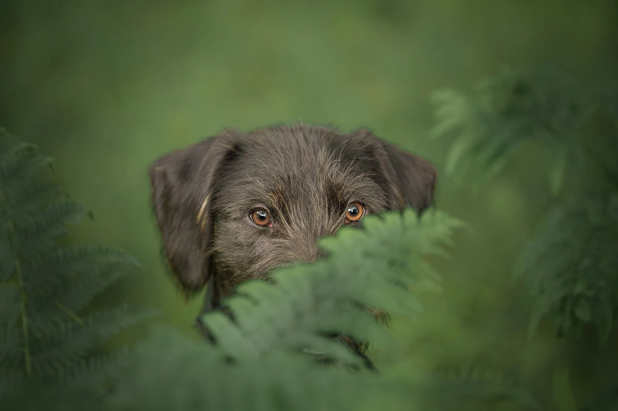 A brown dog with amber eyes peeking through green fern leaves.
