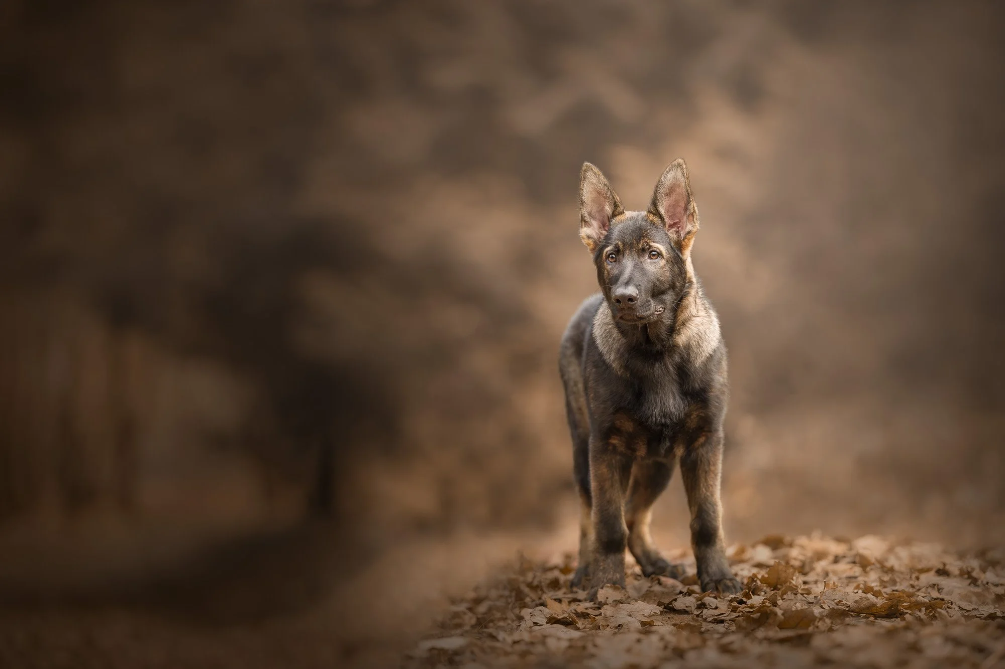 A young German Shepherd dog is standing on a ground covered with fallen leaves in a wooded area.