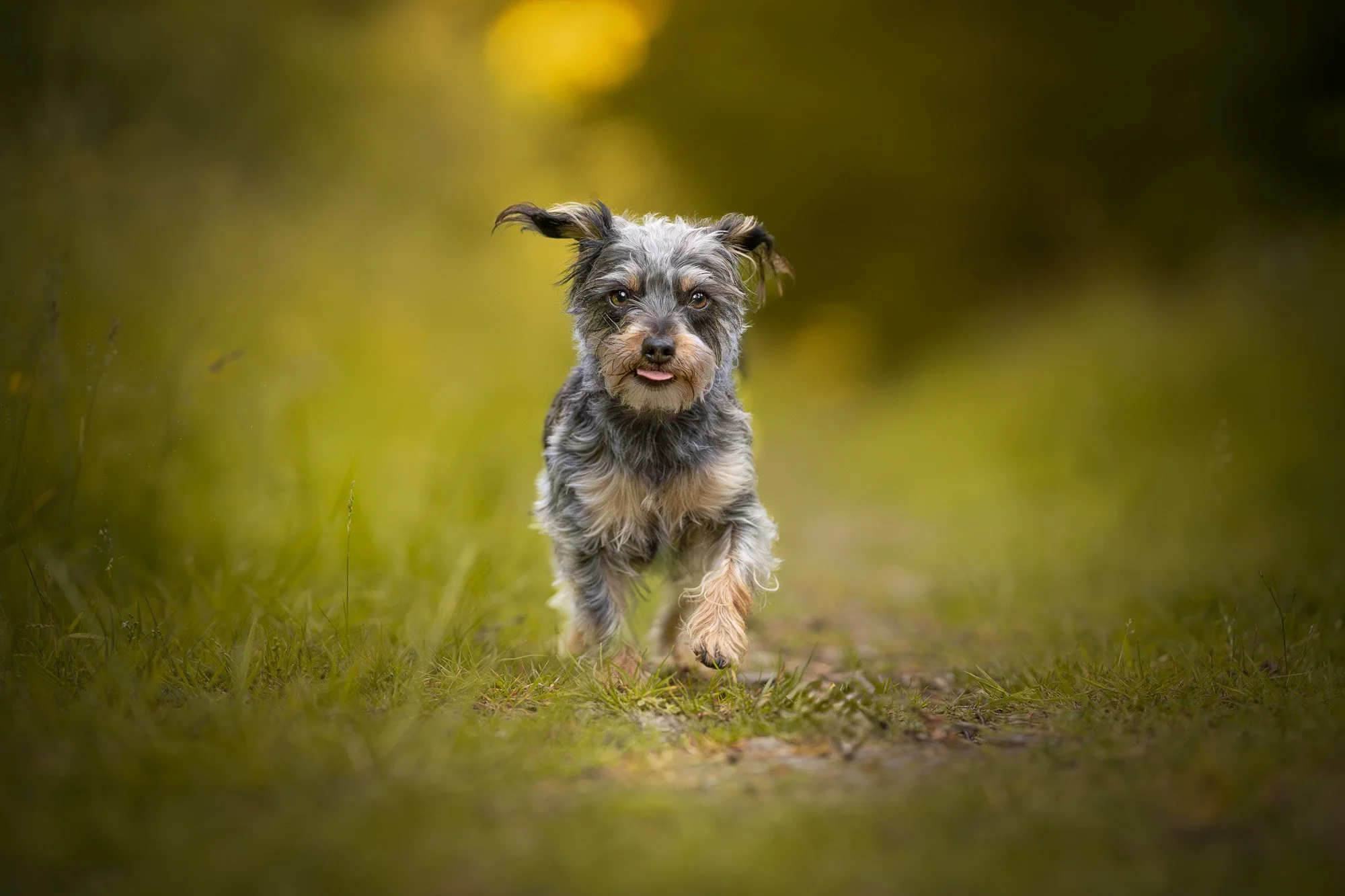 Cute, small, scruffy gray and tan dog running on a grassy trail in a blurred natural outdoor setting.