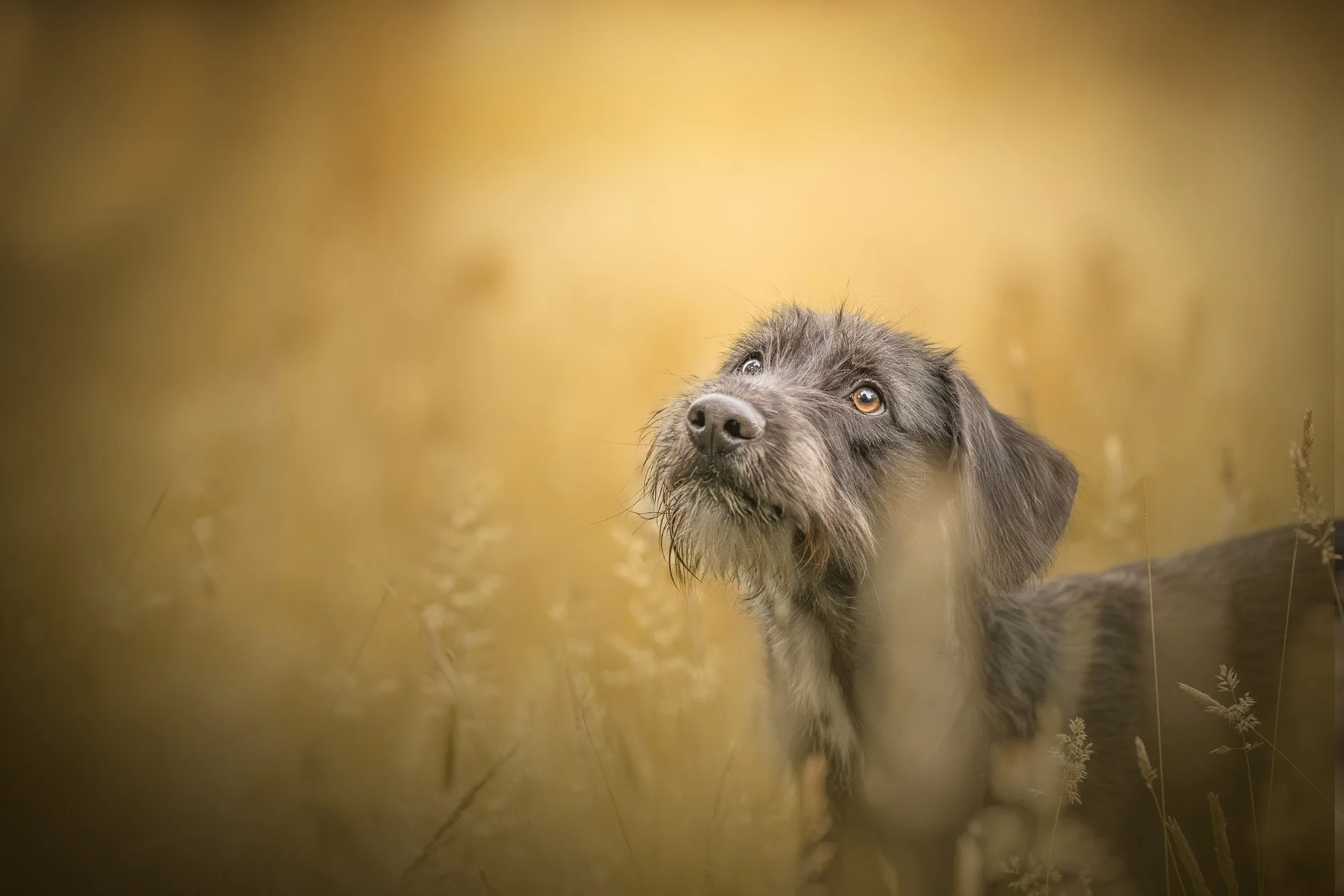 A brown dog with a scruffy coat looking upward in a field of tall golden grass.