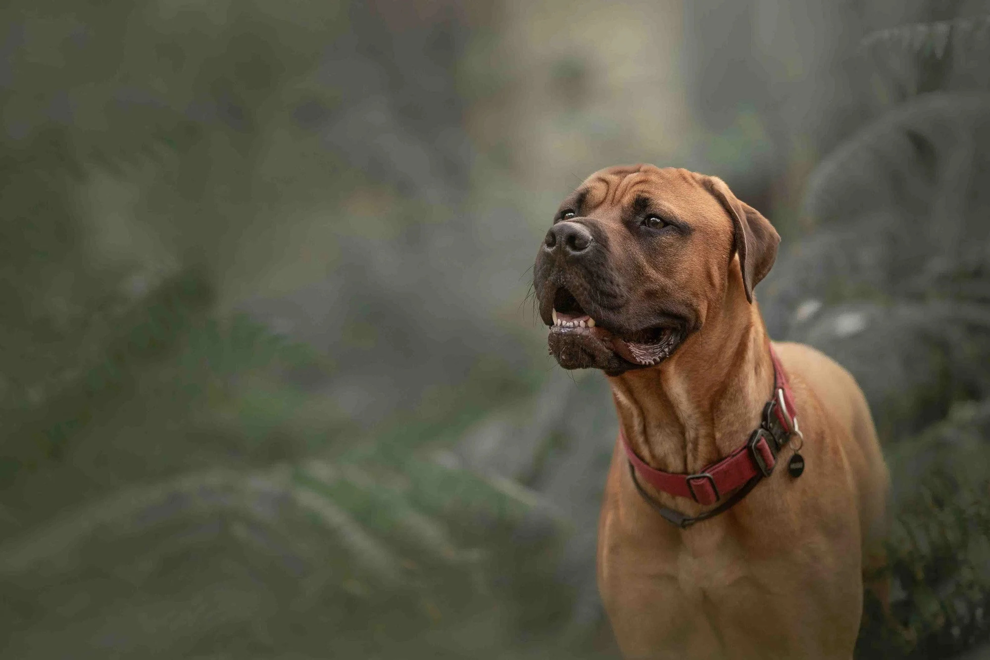 A rottweiler x mastiff dog with a red collar standing outdoors among greenery woodland, looking to the side.