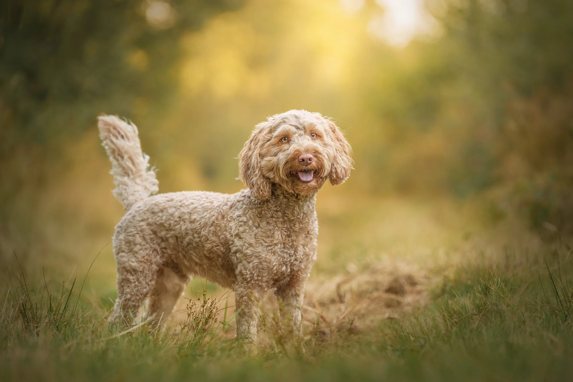 GOLDEN RETRIEVER IN WOODS