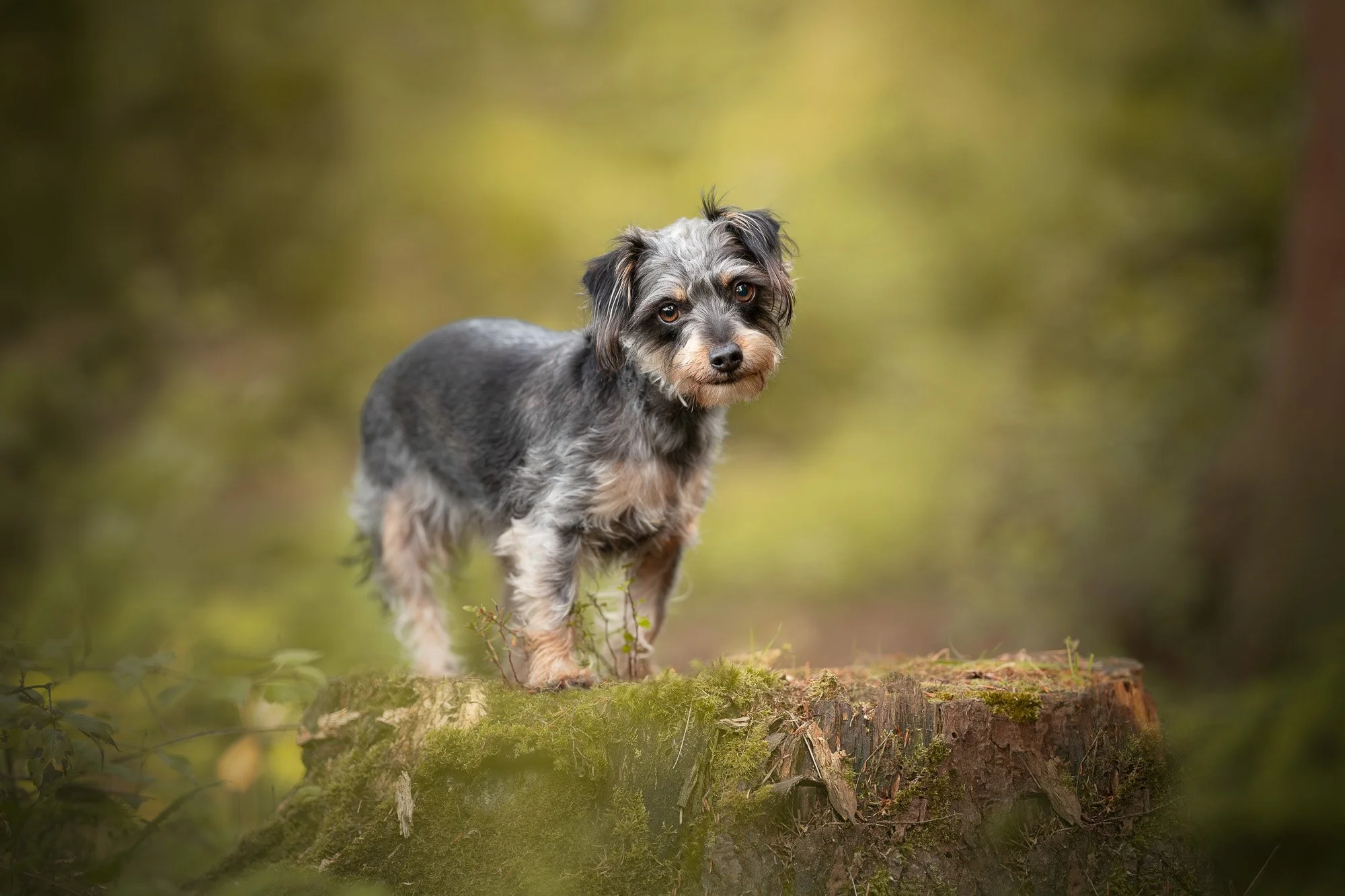Small gray and tan dog standing on a moss-covered tree stump in a forest with blurred green foliage background.