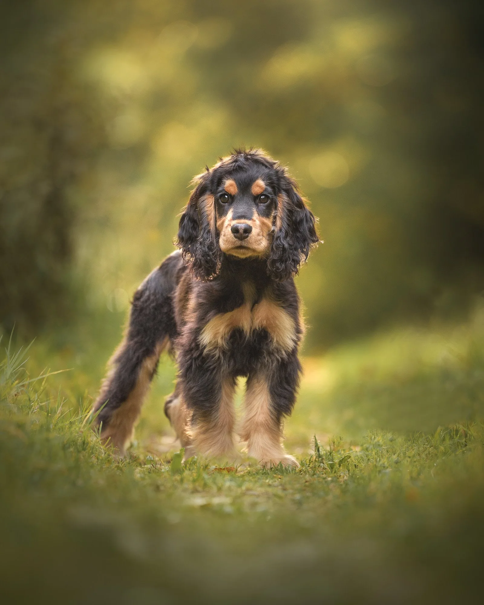 A cute cocker spaniel puppy standing on a grassy trail in a blurred outdoor forest setting.