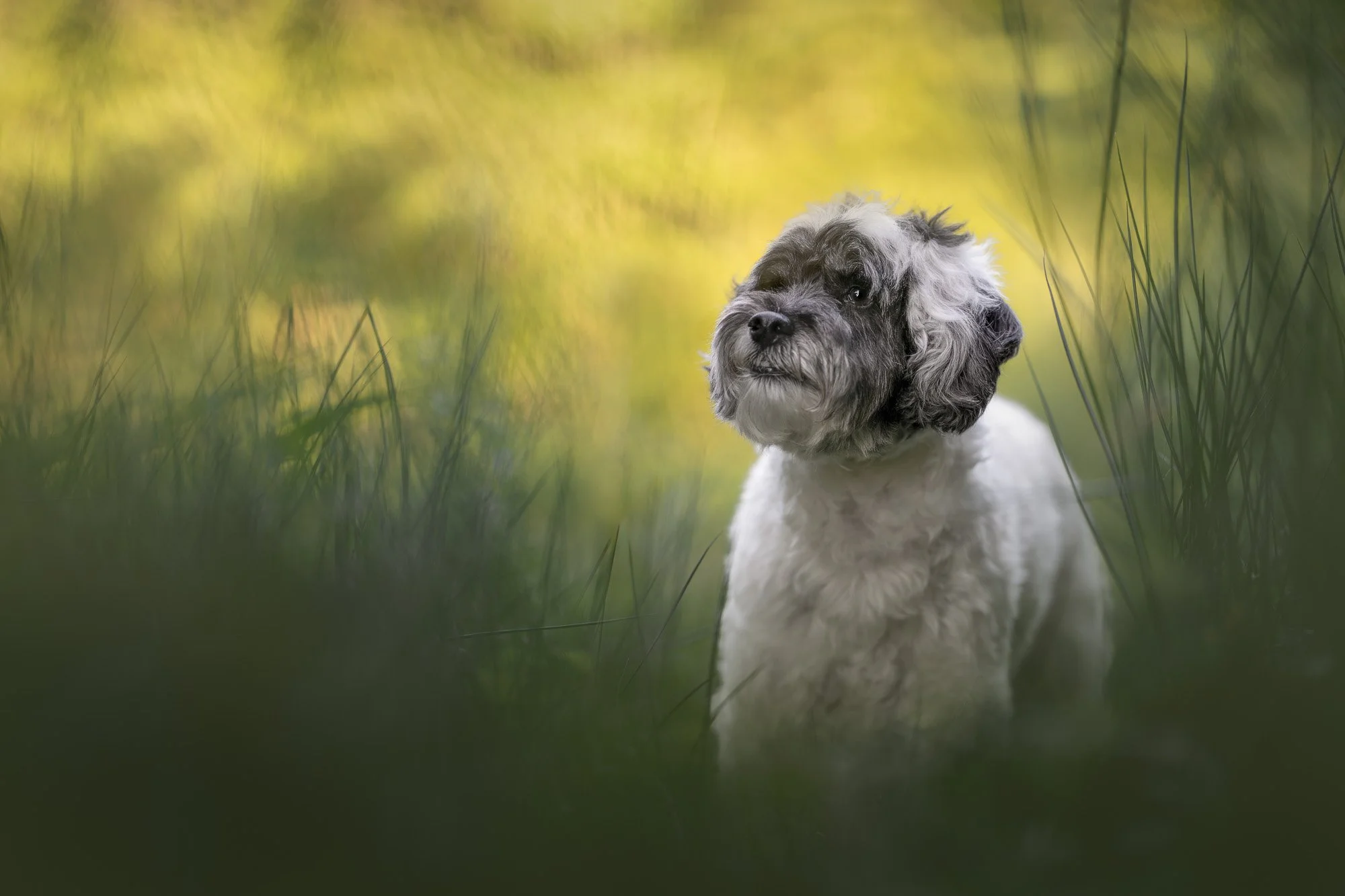 A dog with curly black and white fur sitting amidst tall grass with a blurred yellow and green background.