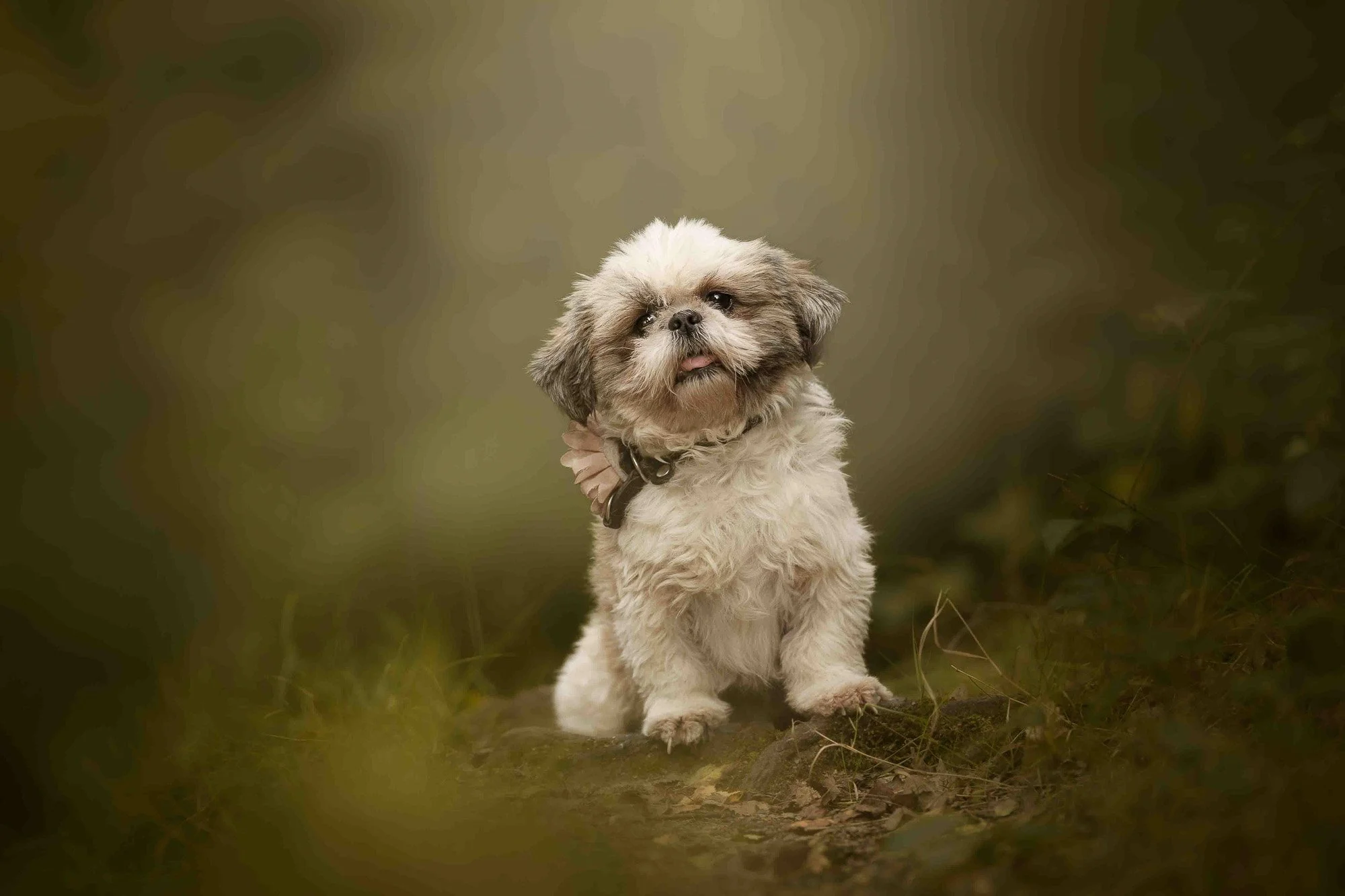A small, fluffy dog with a mix of gray, white, and brown fur sitting outdoors on a grassy surface with blurred green foliage background.