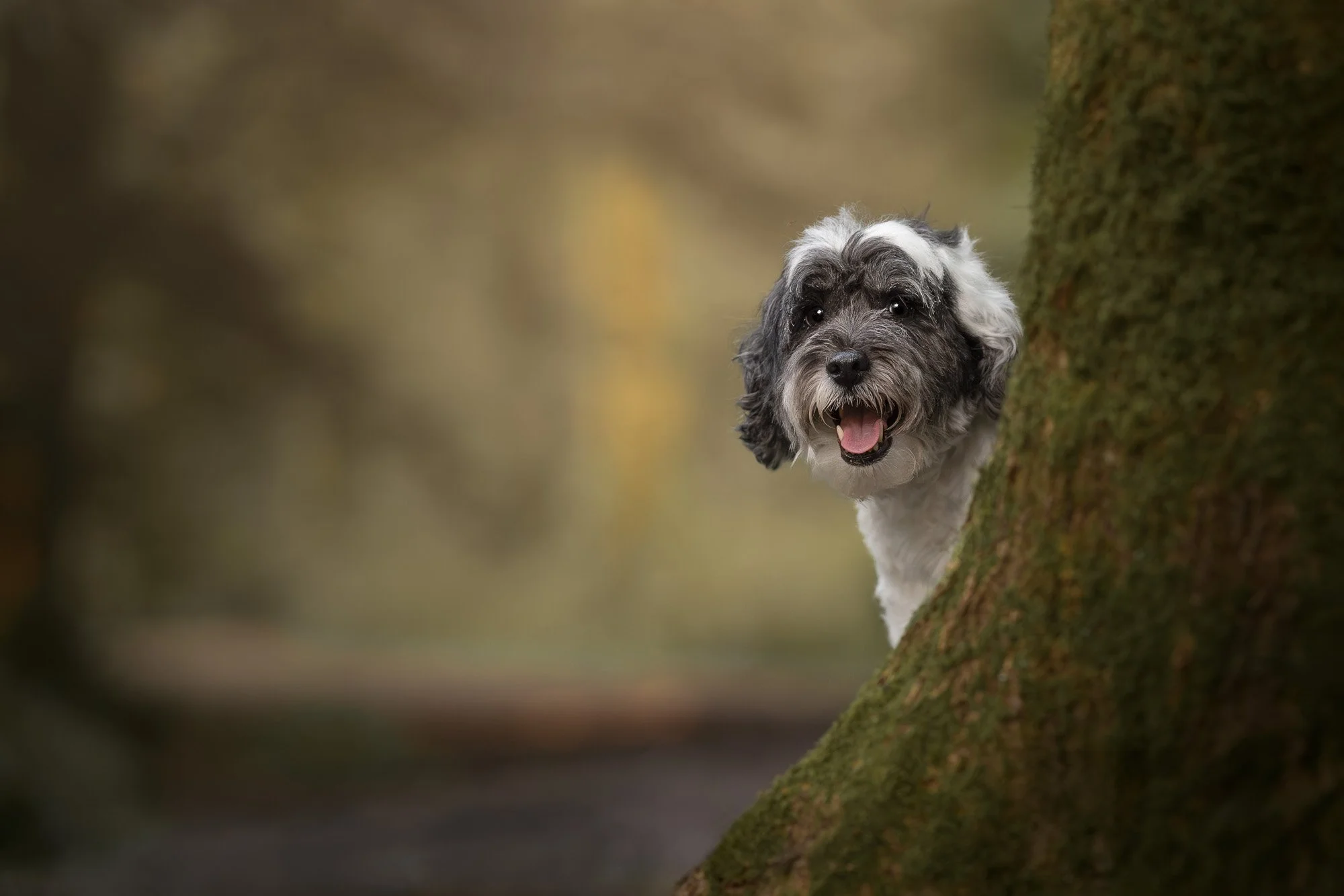 A happy black and white dog with curly fur peeking out from behind a moss-covered tree trunk in a forest setting.