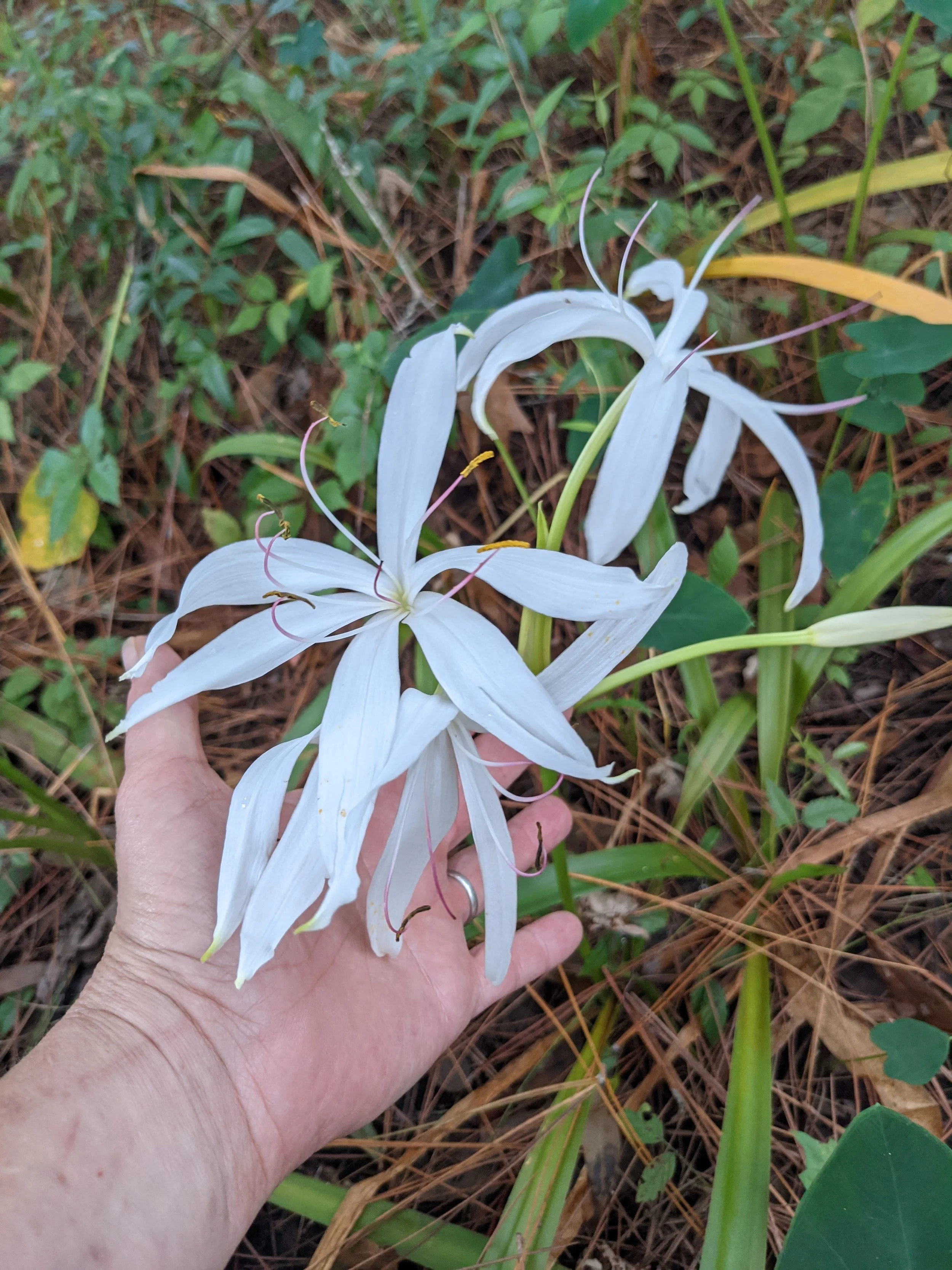 Seven Sisters Lily, Crinum Lily - 3 gal