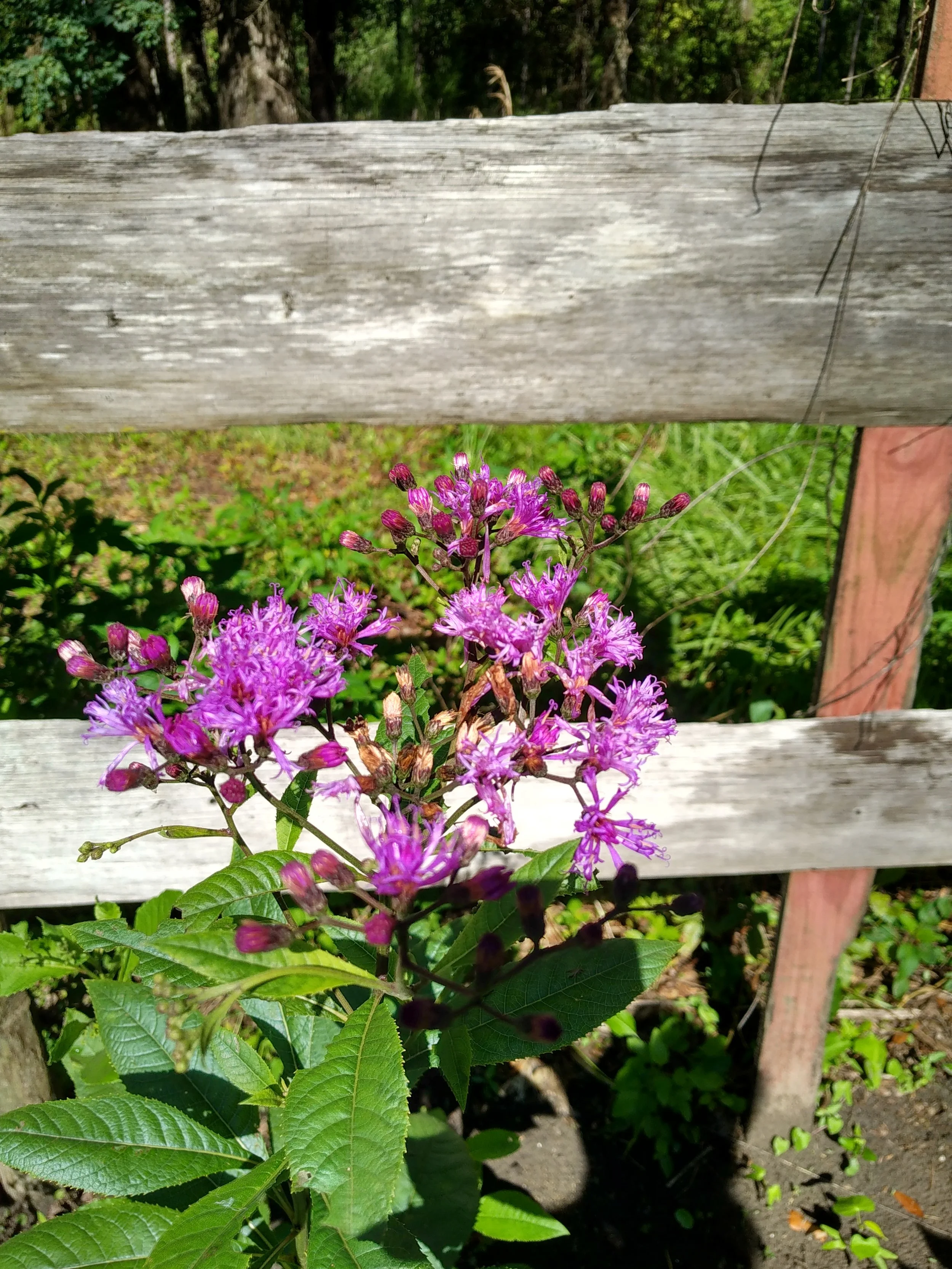 Giant Ironweed