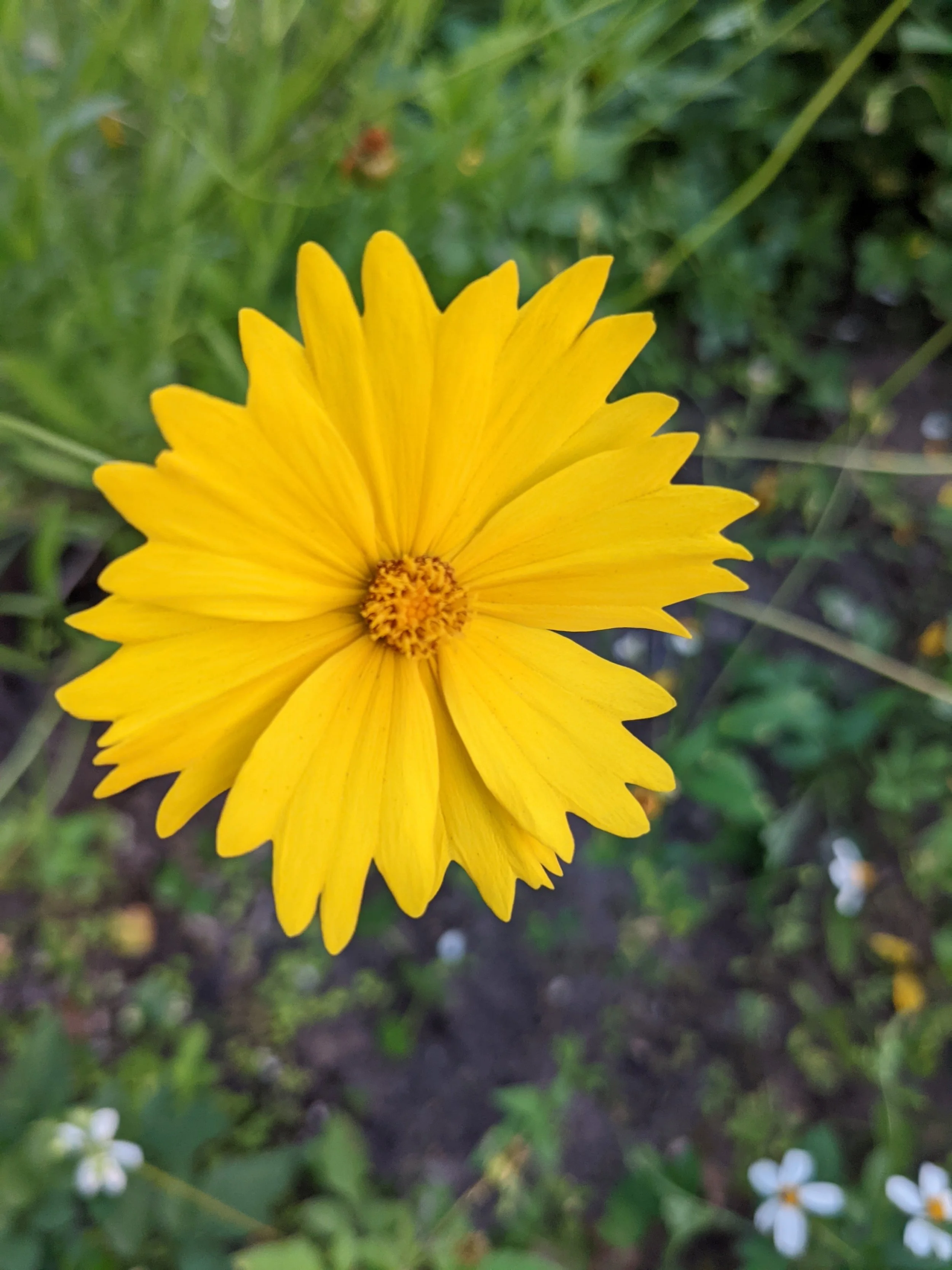 Lance-leaved Tickseed