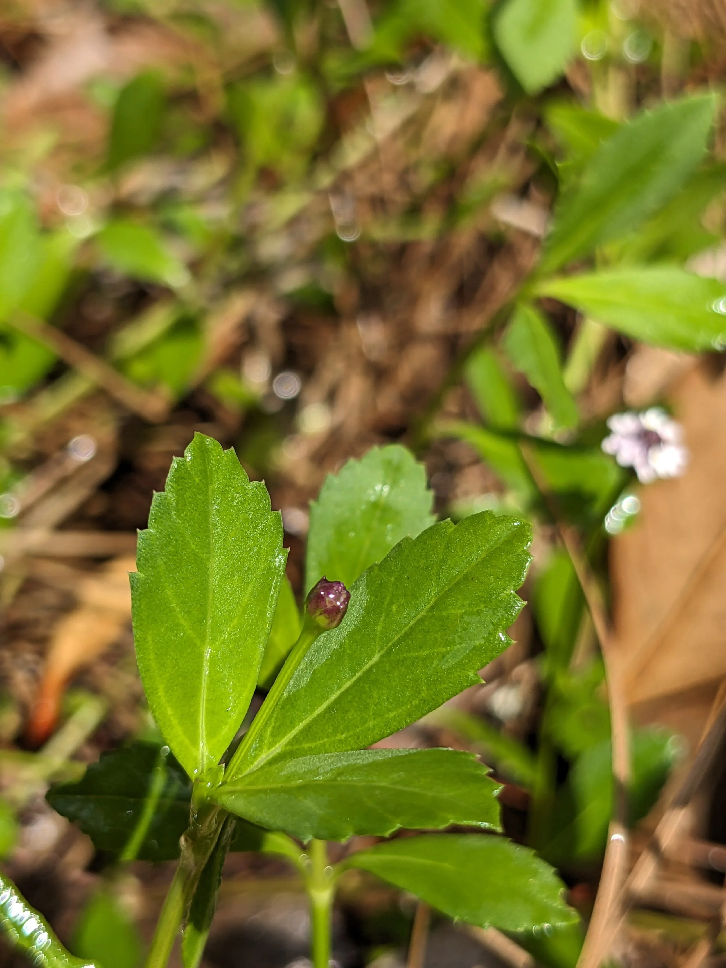 Matchstick Plant, Fogfruit, Turkey Tangle Frogfruit