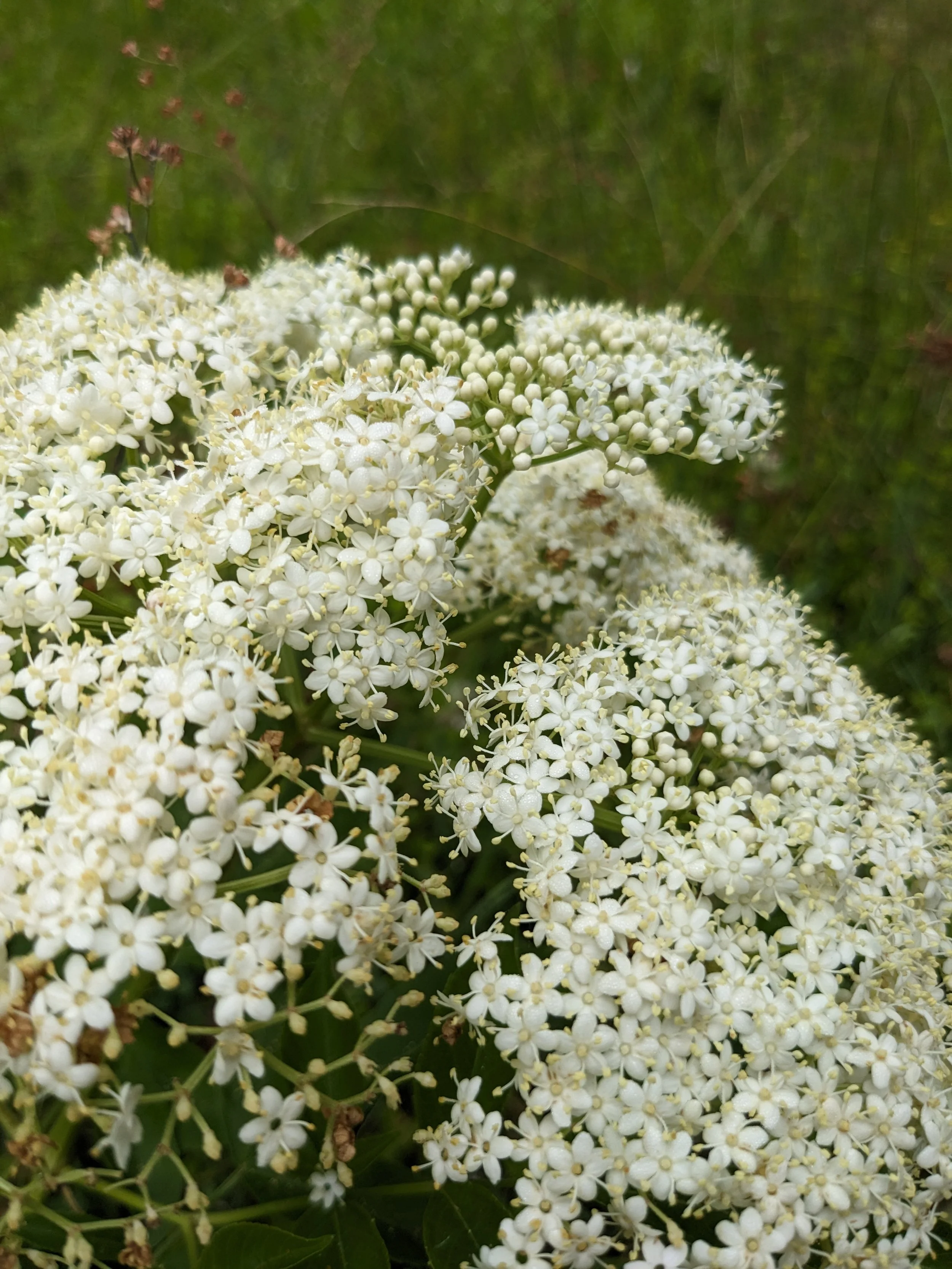 Elderberry, American Elder