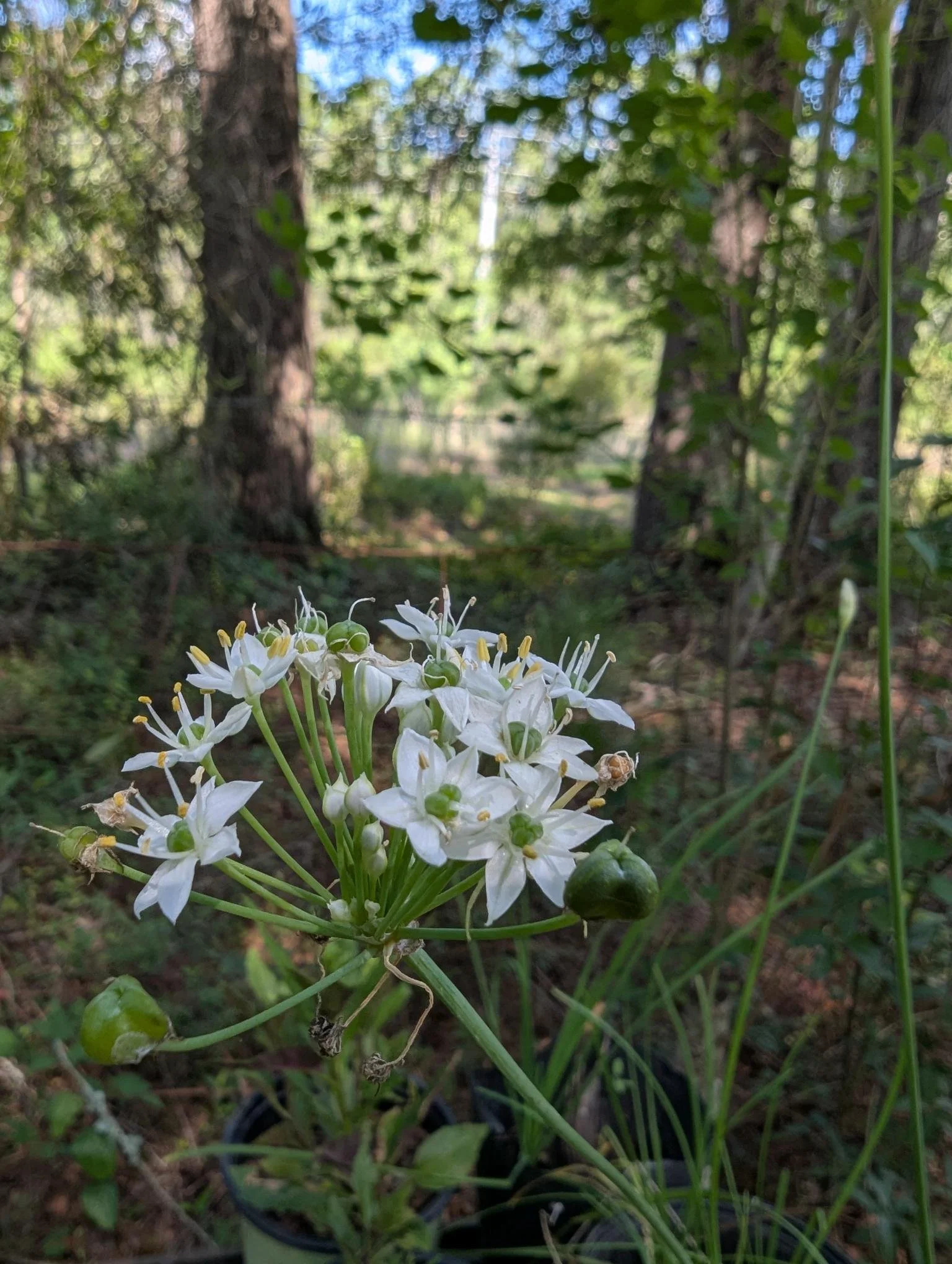 Garlic Chive 1 gallon