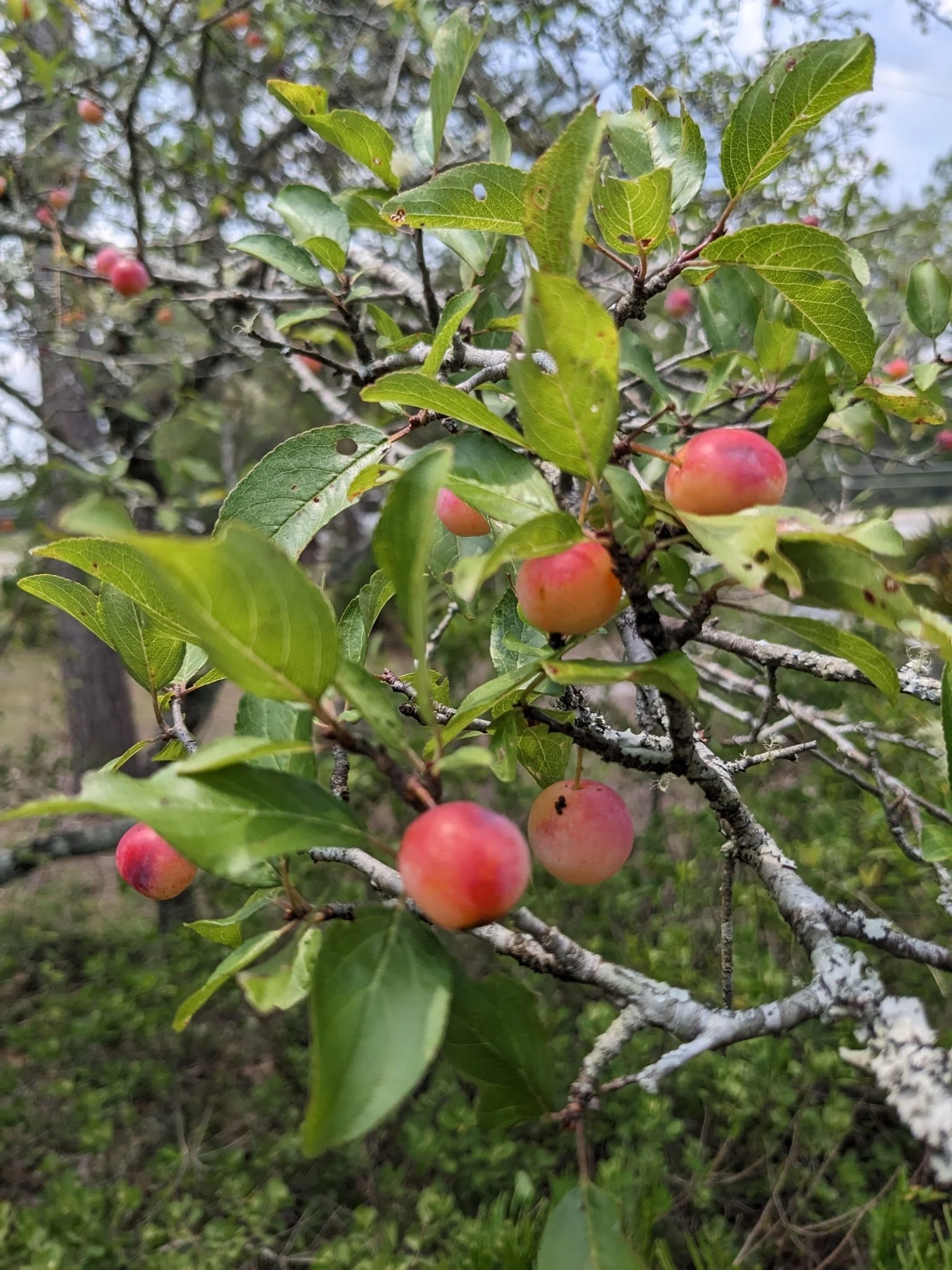 Chickasaw Plum