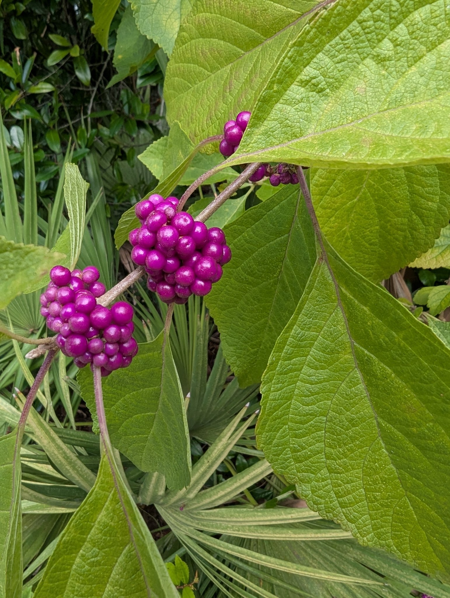 American Beautyberry, French Mulberry