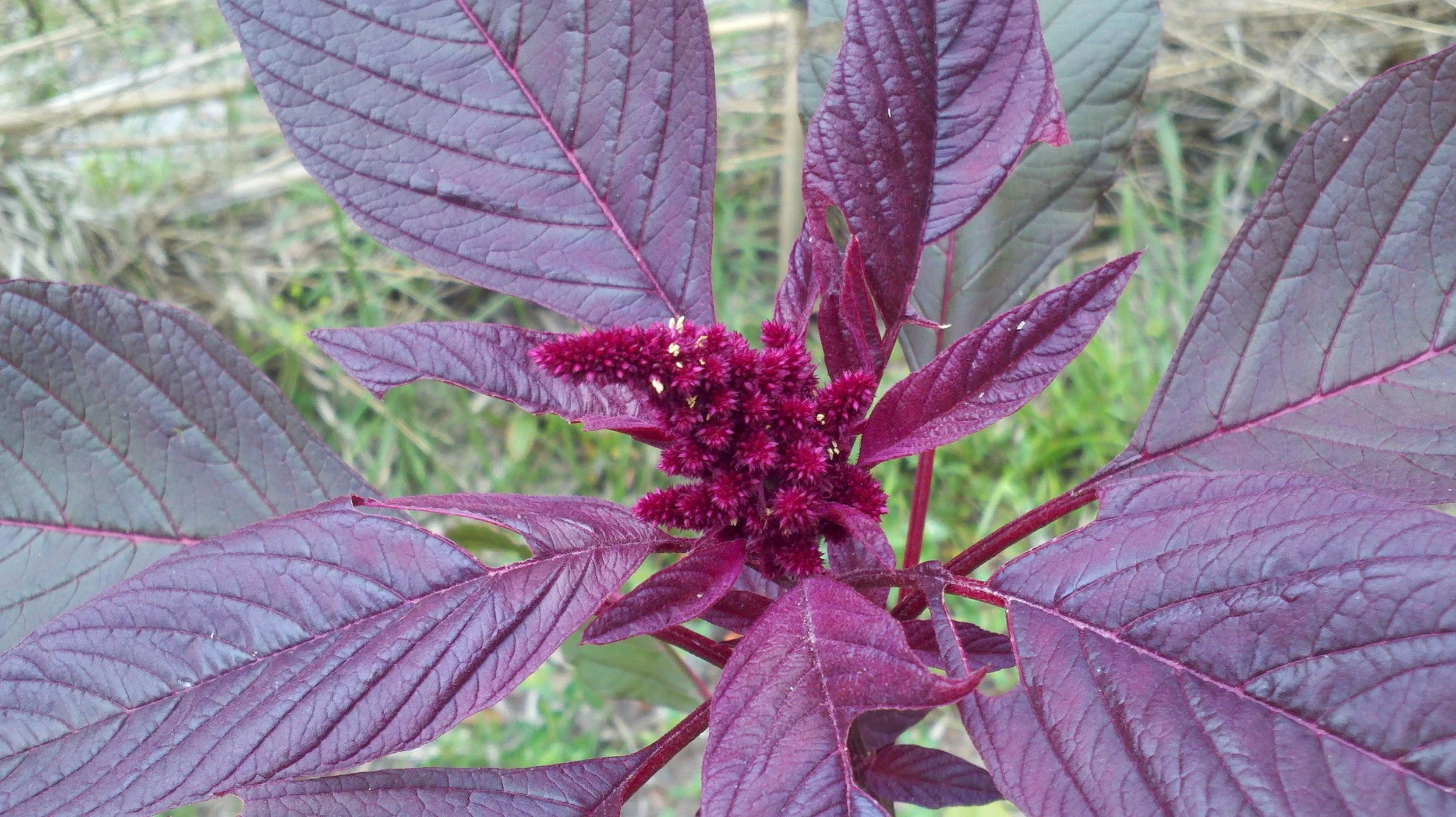 Amaranth - Hopi Red Dye Heirloom