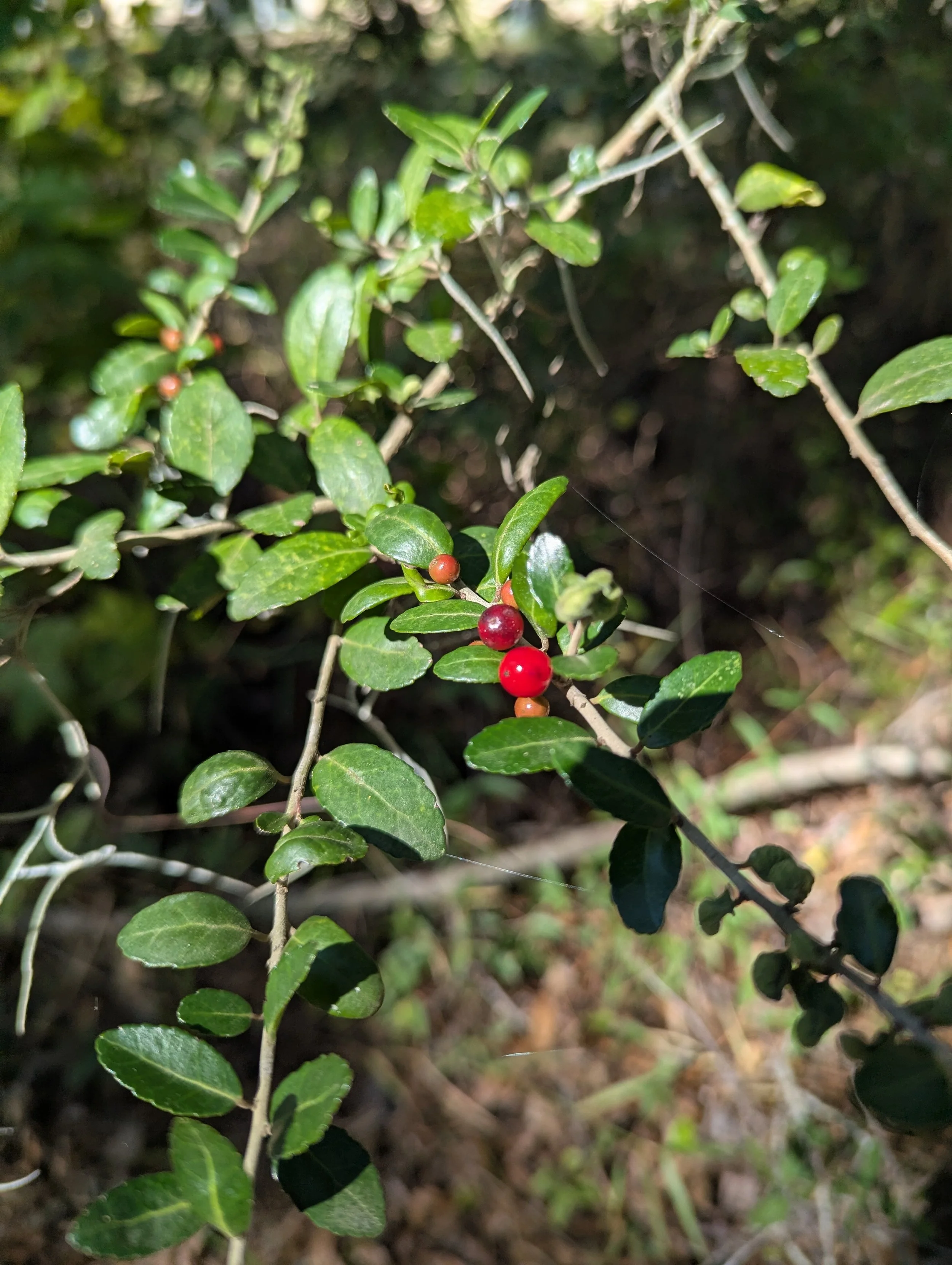 Yaupon Holly - Female