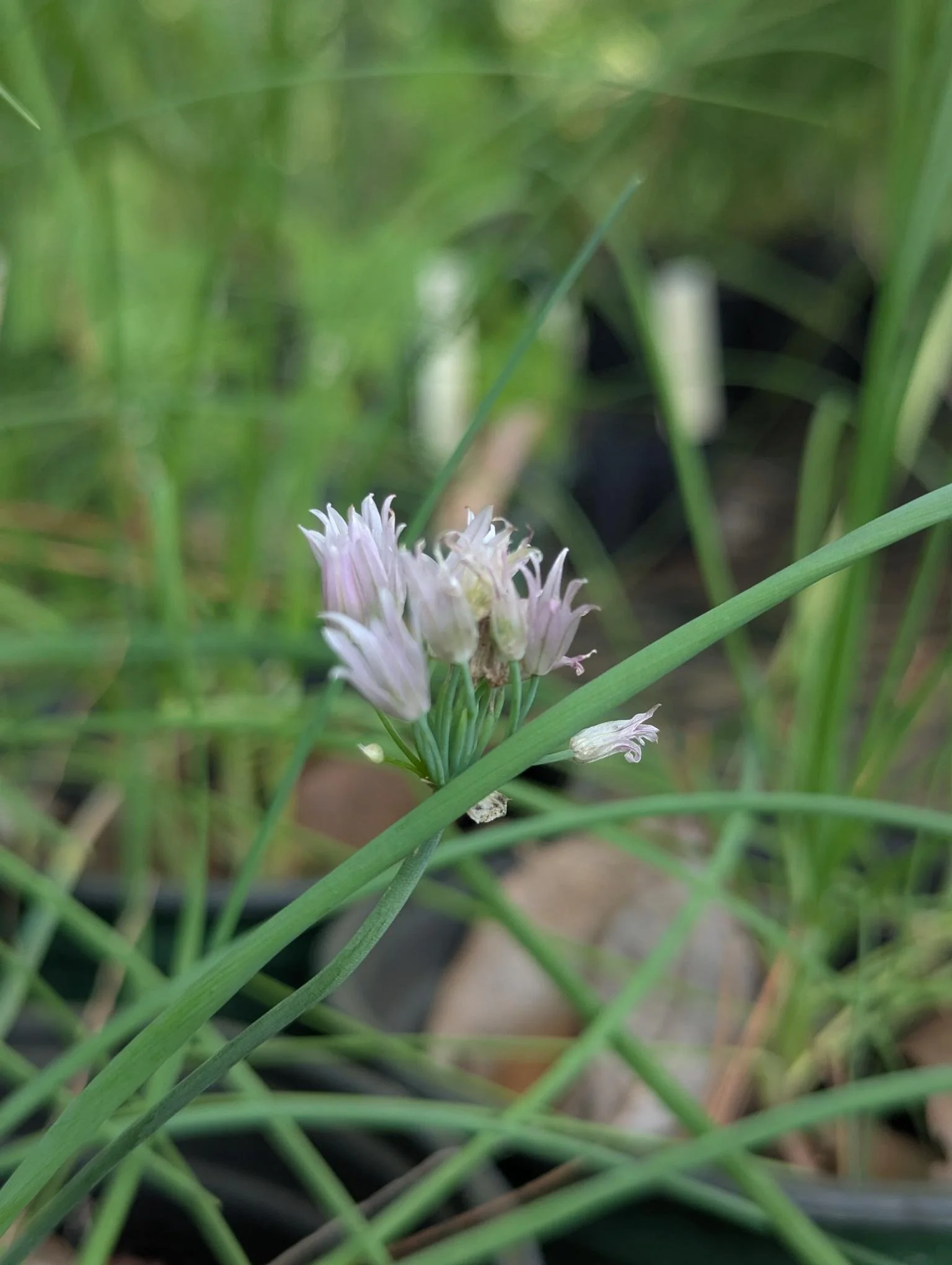 Chive 'Dolores'