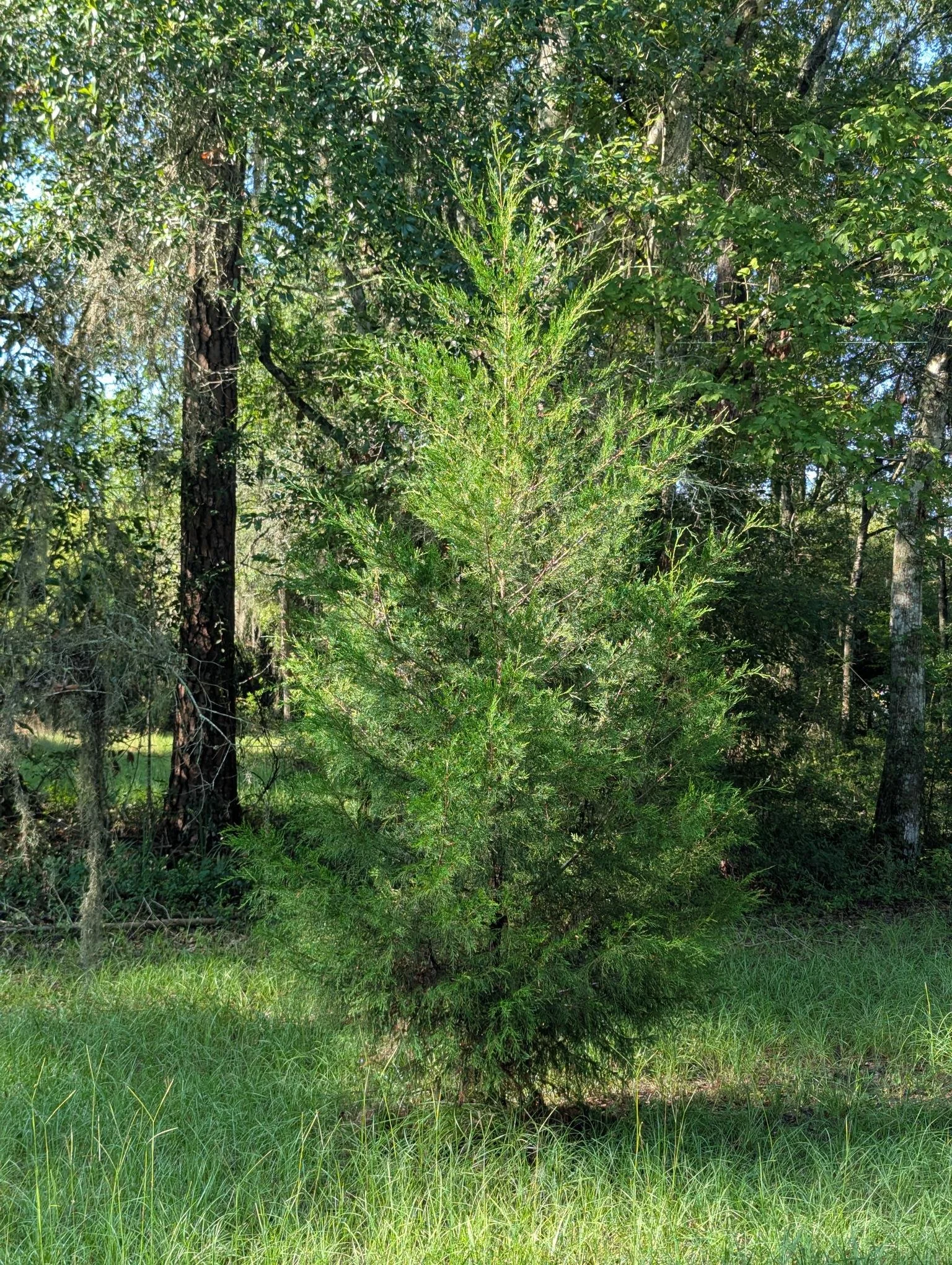 PXL_20260717_131245803.jpg